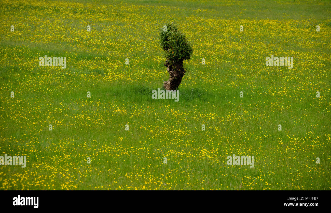 Einsamer Baum auf einem riesigen frühlingswiese Stockfoto