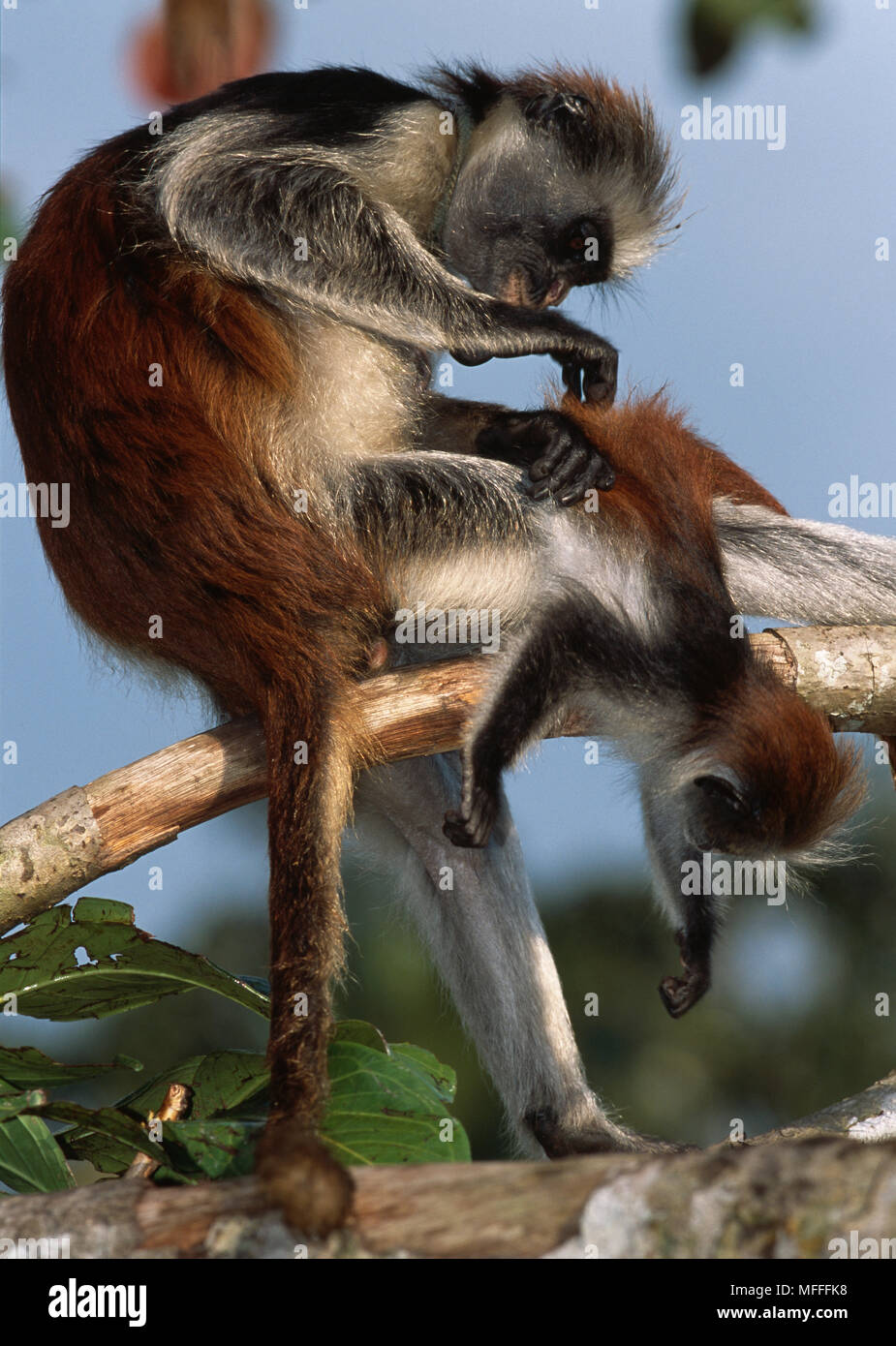 Sansibar Red Colobus Affen Procolobus badius kirkii für Erwachsene und Jugendliche in der gegenseitigen Fellpflege endemisch auf der Insel Sansibar, Tansania Stockfoto