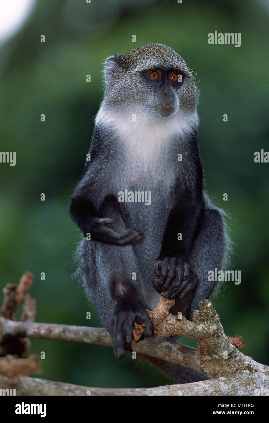 SYKES' MONKEY Cercopithecus mitis albogularis Insel Sansibar, Tansania. (Unterart der blauen Affen). Stockfoto