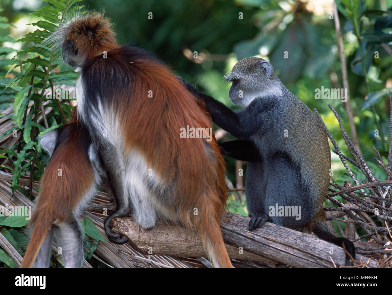 Sansibar Roten Stummelaffen und SYKES' MONKEY zusammen >> Procolobus badius kirkii & Cercopithecus mitis Kolbi Stockfoto