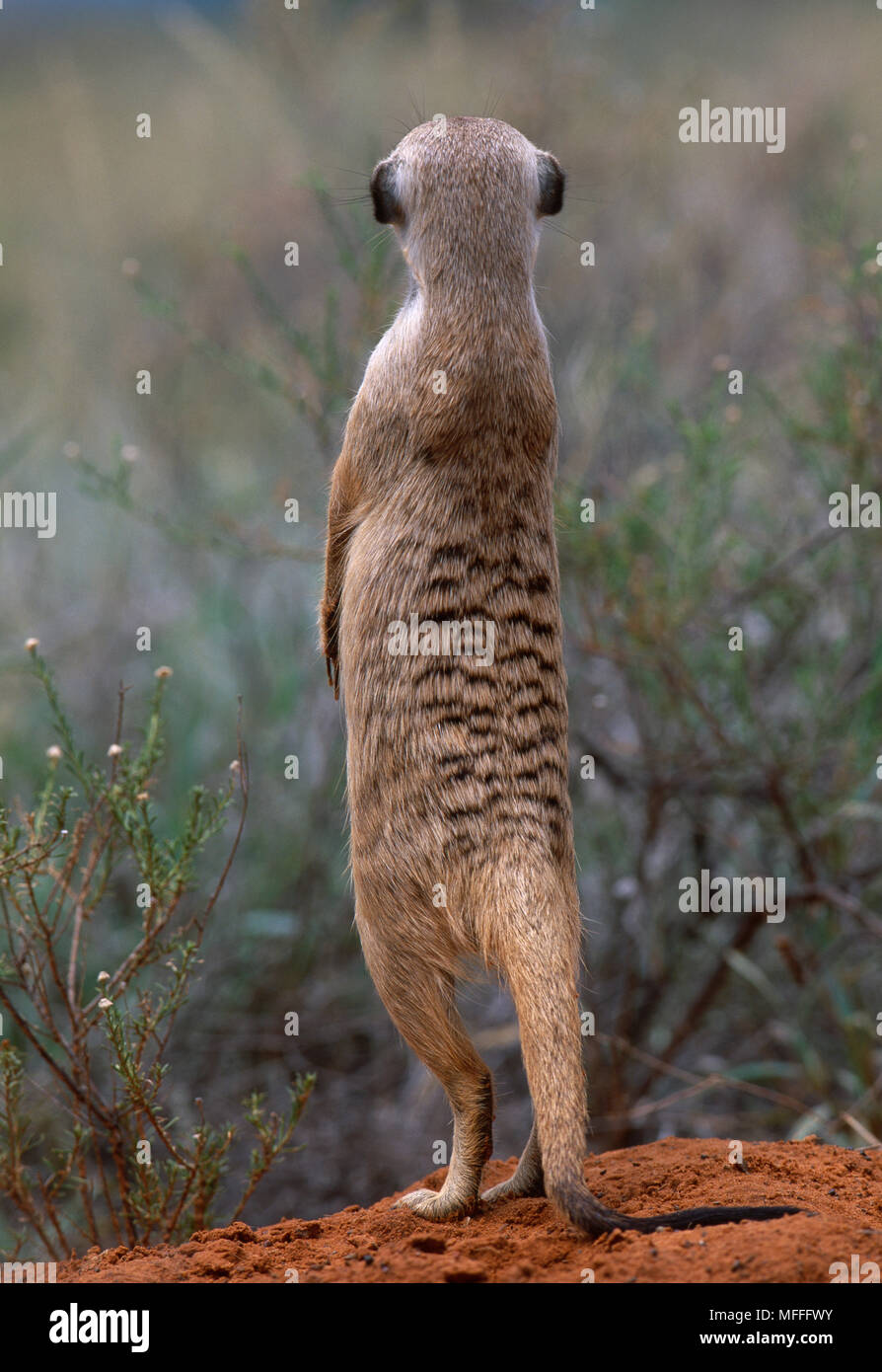 Erdmännchen oder ERDMÄNNCHEN Suricata suricatta Sentinel, Ansicht von hinten. Kalahari, Südafrika. Stockfoto