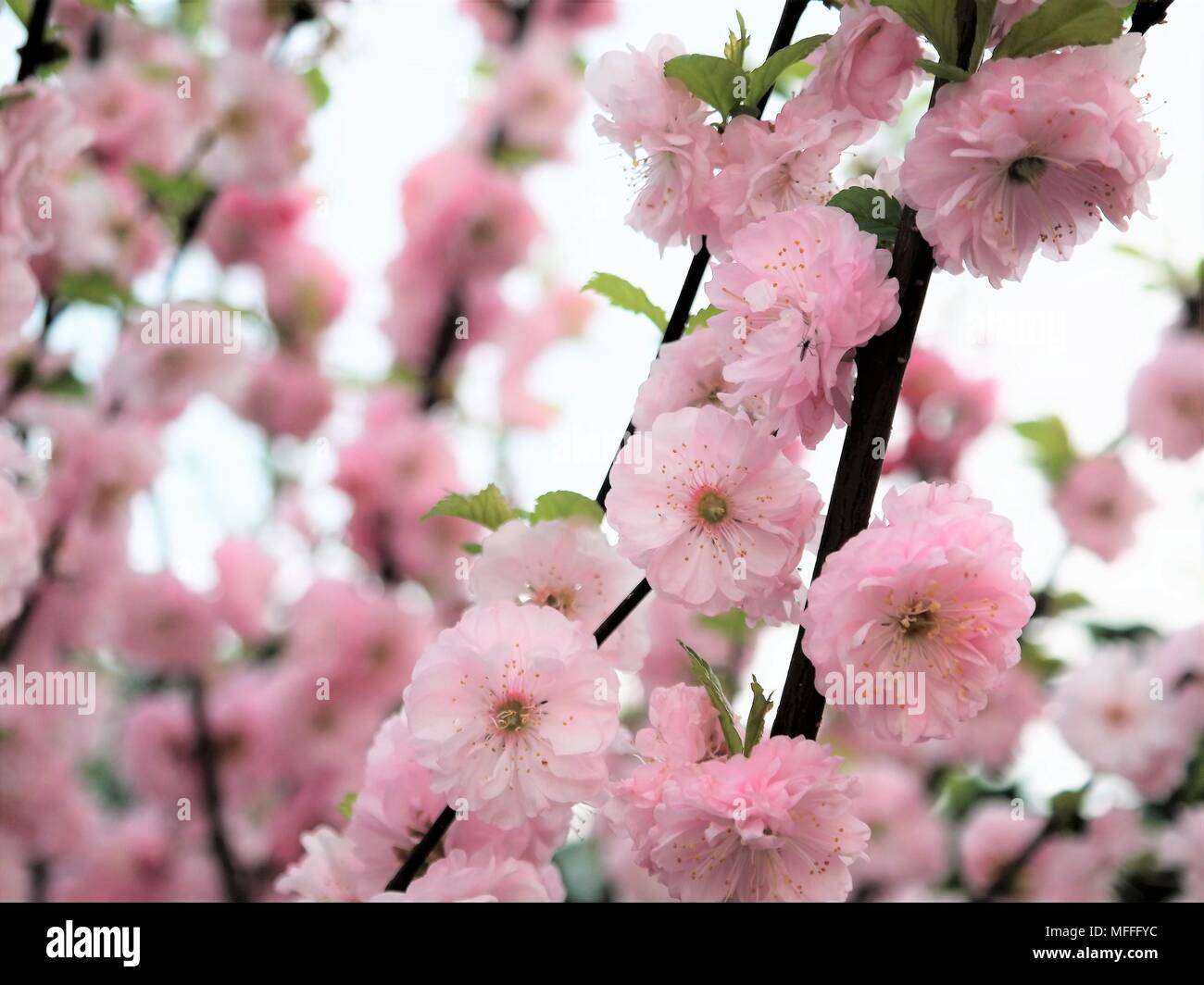 Rosa Blüte von Prunus Serrulata Kanzan. Die Feder und den natürlichen Hintergrund und weißem Himmel Stockfoto