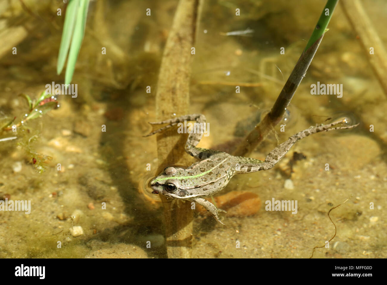 Wild Frog ist schwimmen auf der Wasseroberfläche im Sommer Stockfoto