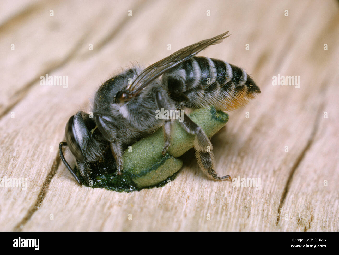 LEAFCUTTER BIENE tucking ovale Blatt Segmente in Nest Stockfoto