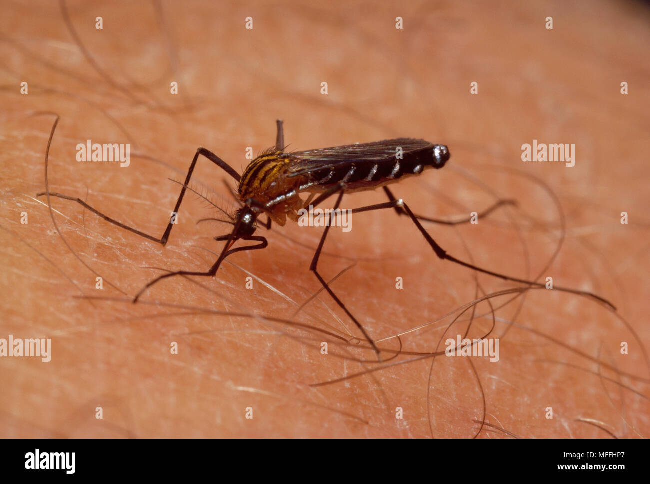 CULICINE MOSKITO, menschliches Blut Südafrika Stockfoto