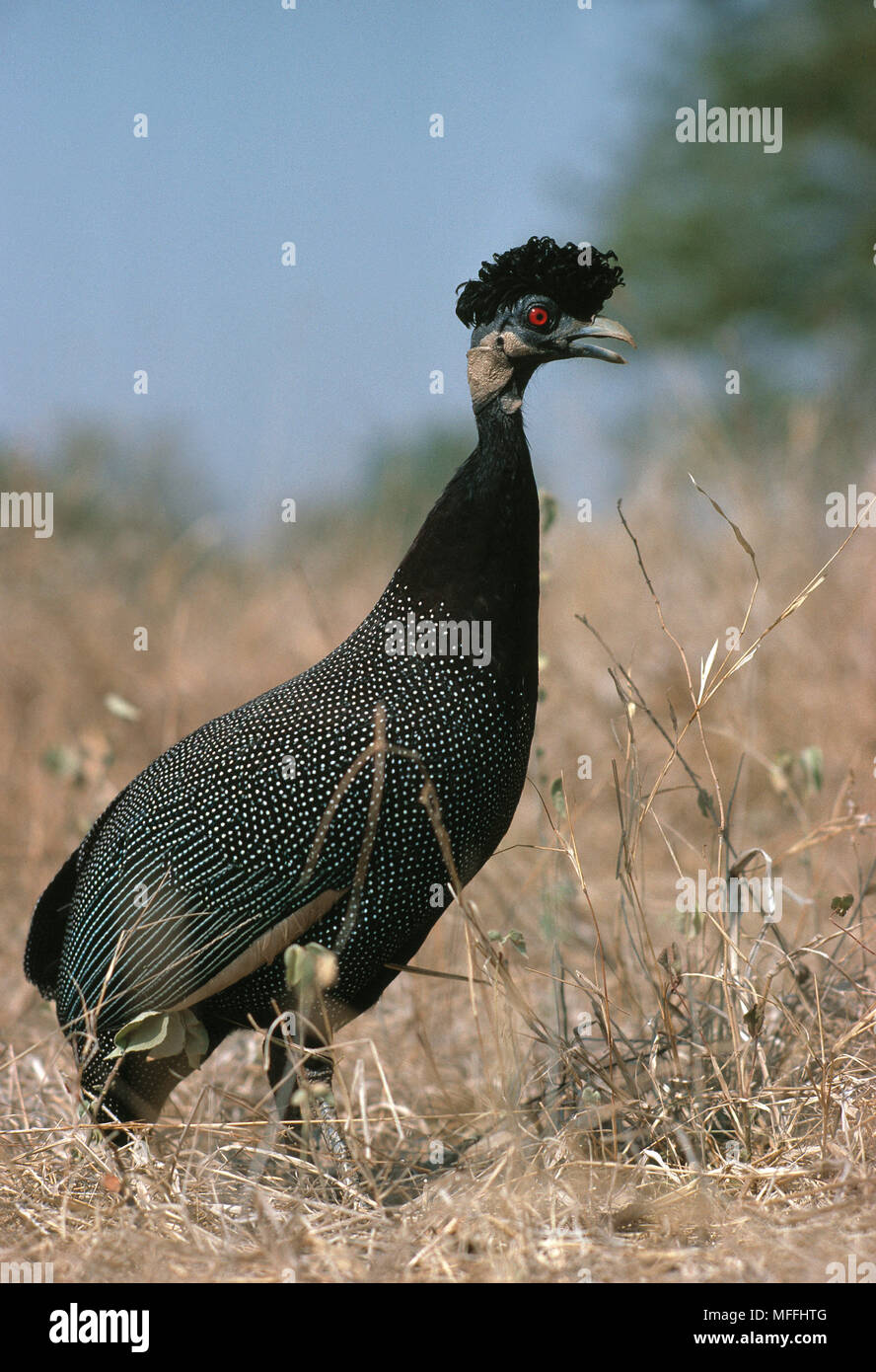 CRESTED GUINEAFOWL pucherani Guttera Kruger Natl Park, Südafrika Stockfoto