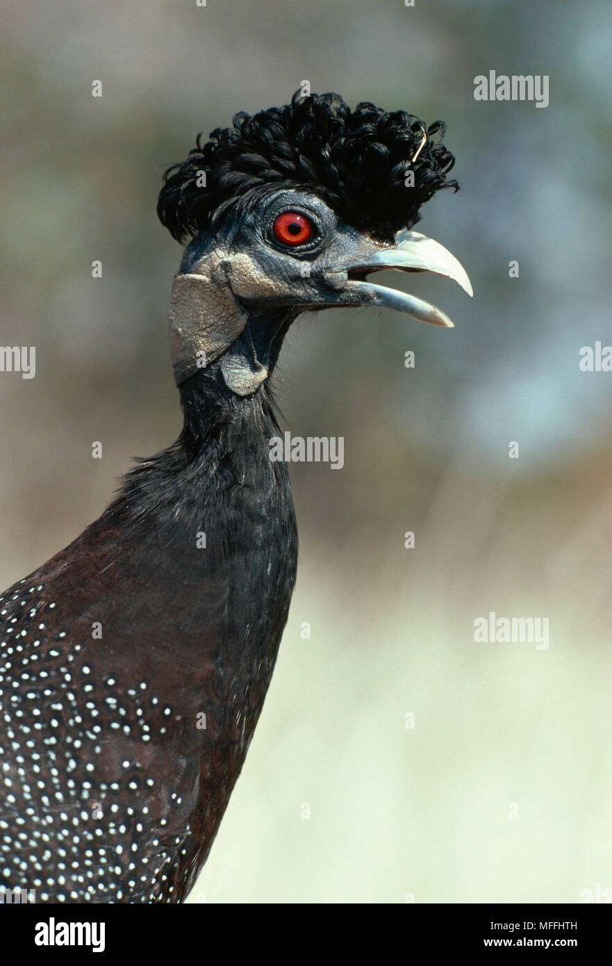 CRESTED GUINEAFOWL pucherani Guttera Kruger Natl Park, Südafrika Stockfoto