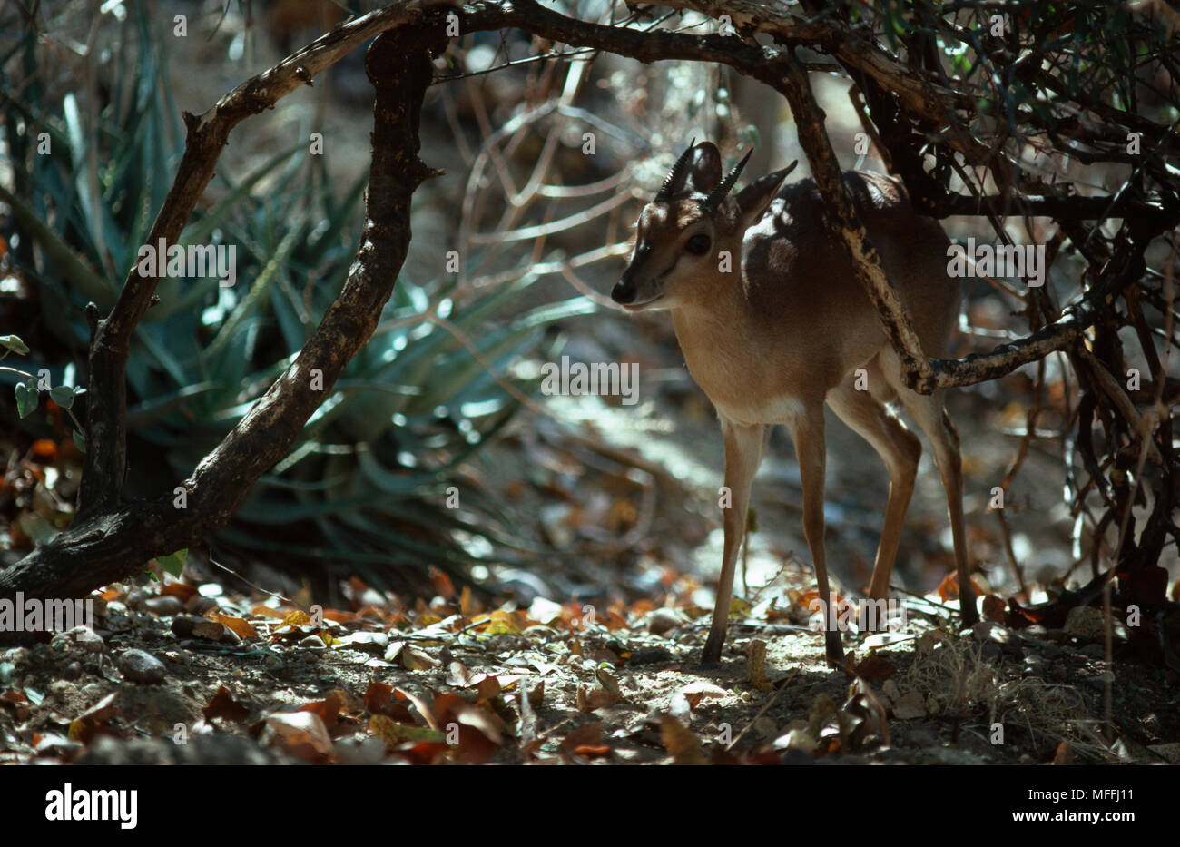 SUNI männlich in der Abdeckung Neotragus moschatus Krüger National Park, Südafrika Stockfoto