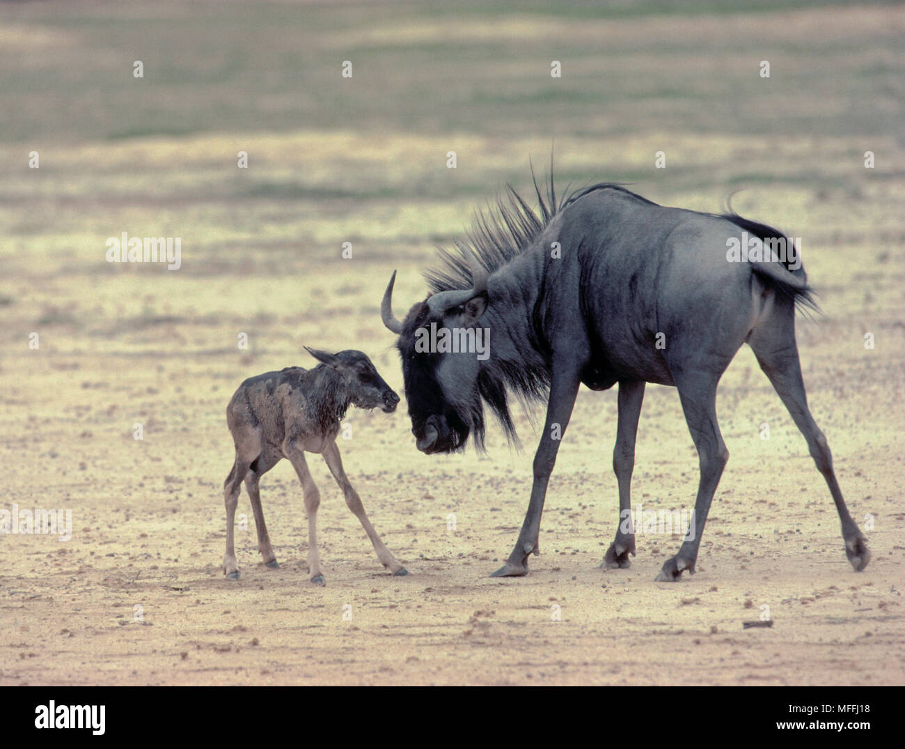 Gnus mit neugeborenen Jungen Connochaetes taurinus Kalahari, Botswana Stockfoto