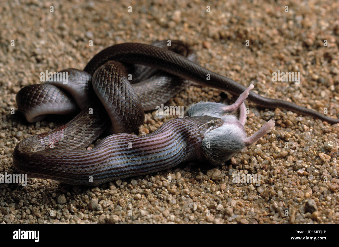 Braunes Haus schlangen Lamprophis fuliginosus Essen Multimammate Maus Beute, Südafrika Stockfoto