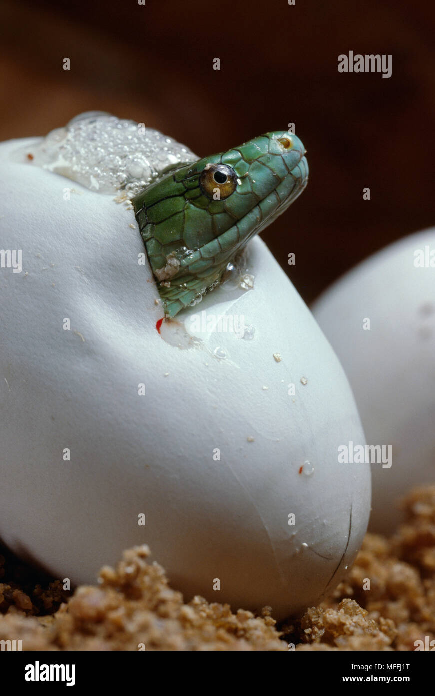 GREEN MAMBA Dendroaspis angusticeps Schlüpfen möglicherweise lebensgefährliche Mann Stockfoto