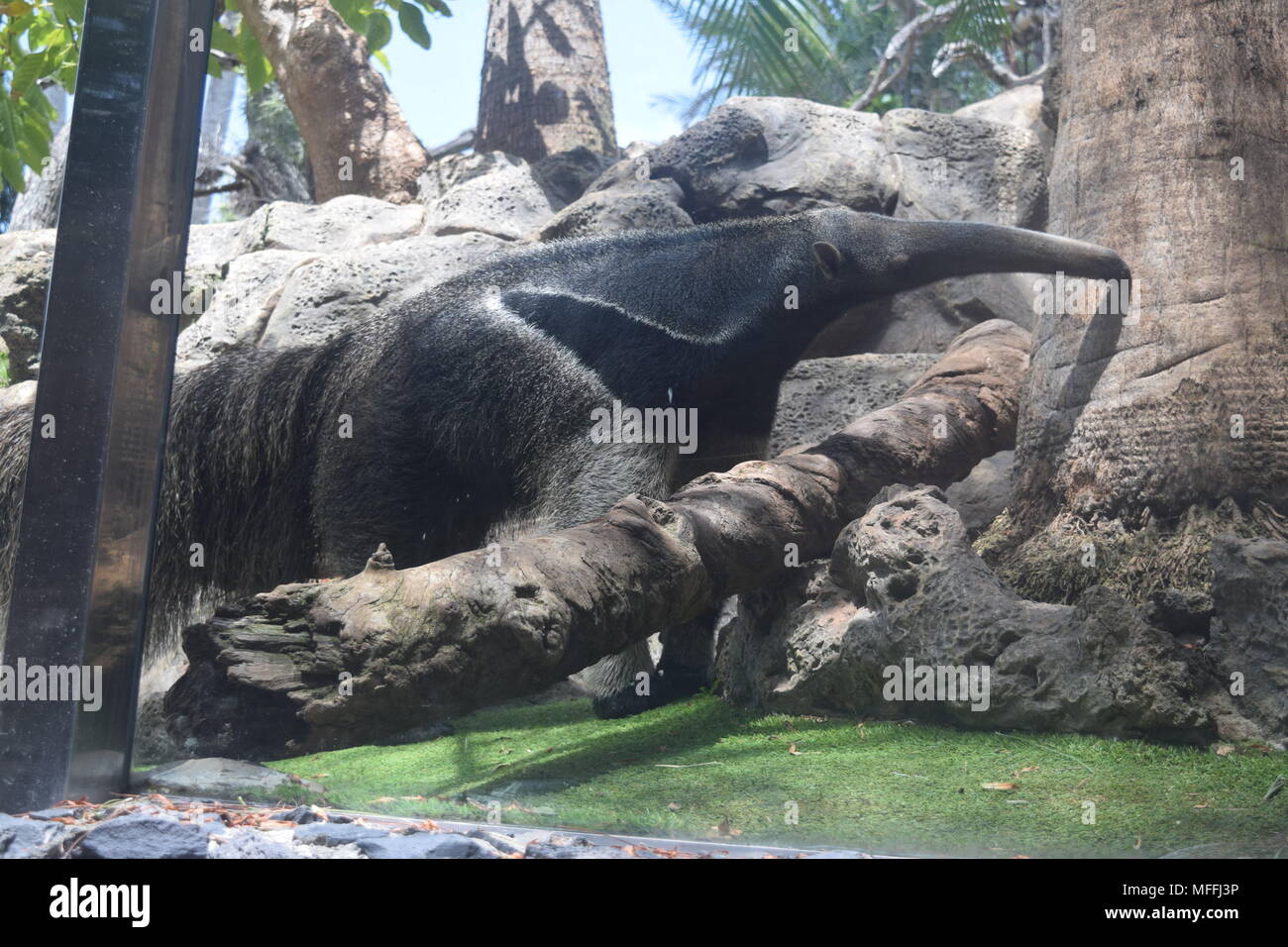 Riesenschildkröten weißer Tiger gorillas Schwertwale orcas Tiere''''' Kaiserpinguine ''red Pandas loro park 'Teneriffa' canaty Inseln. Stockfoto