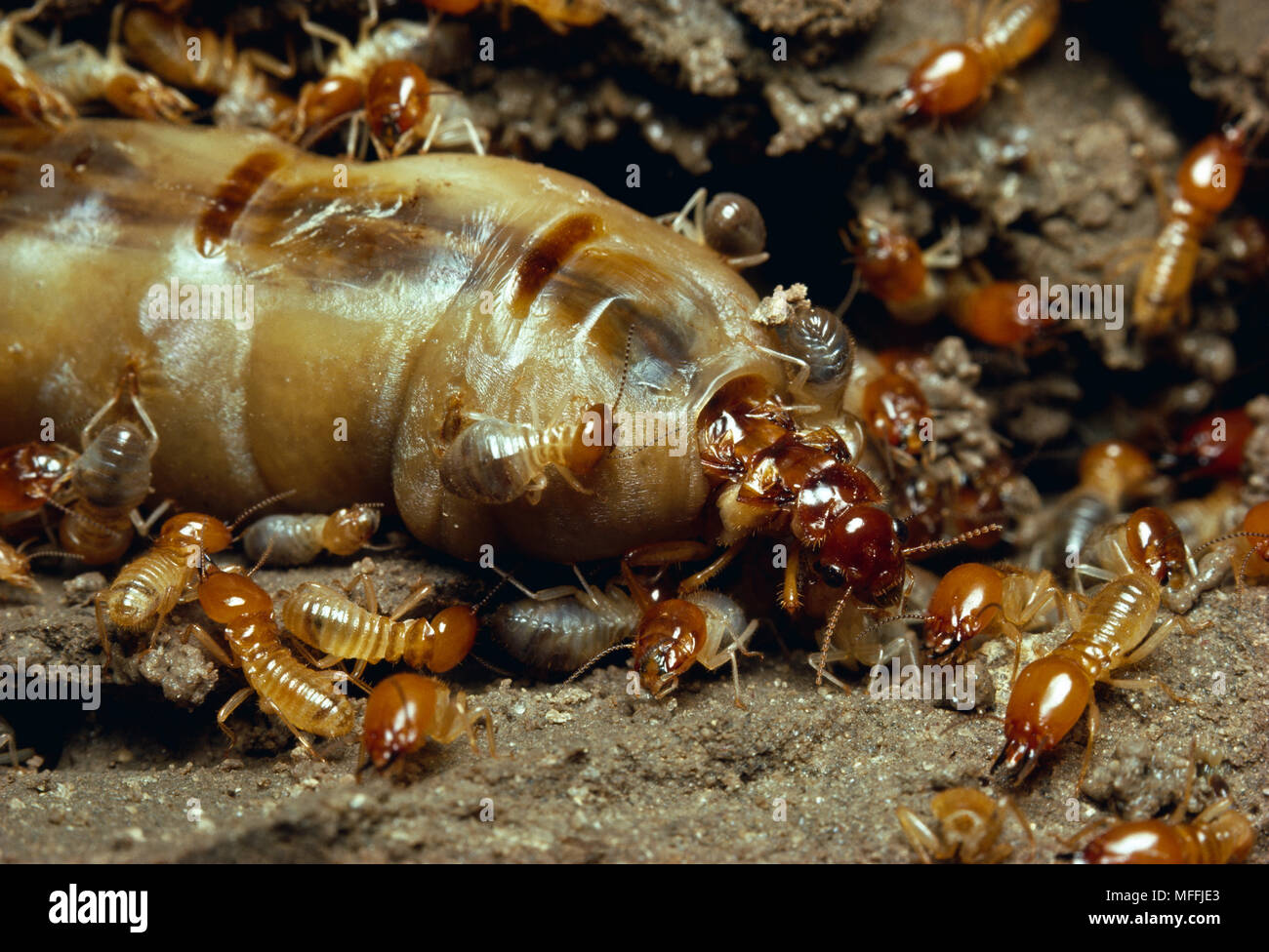 Termiten Macrotermes bellicosus Königin durch die Arbeitnehmer, Okavango, Botswana besucht Stockfoto