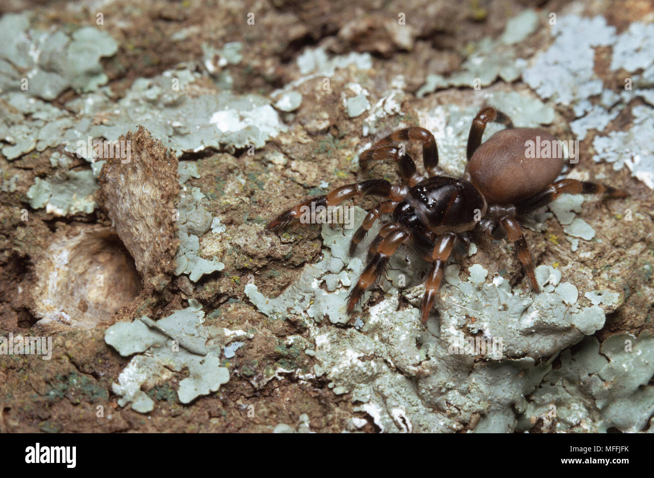 Baumstamm FALLTÜR SPIDER Moggridgea abrahami wieder in ihren Fuchsbau verwendet Flechten zu tarnen Entleerungsklappe Stockfoto