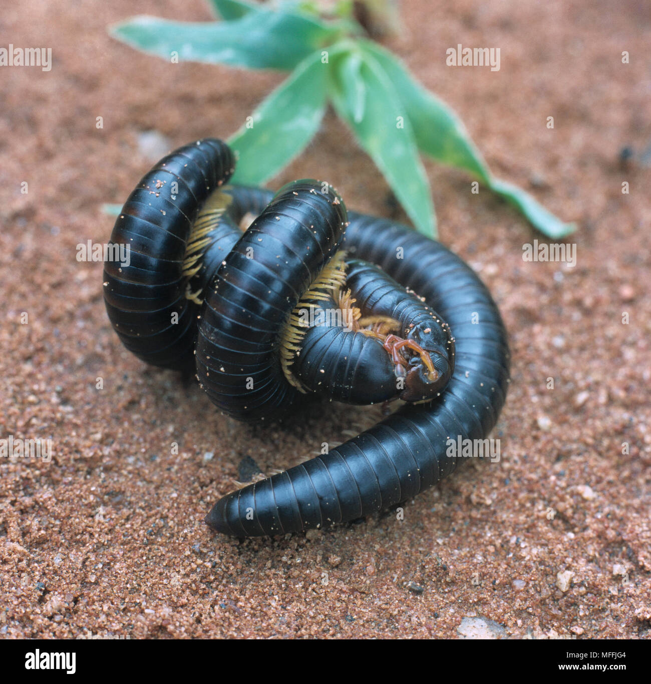 Tausendfüßer Paarung - weiterhin für mehrere Stunden. S. Afrika. Stockfoto