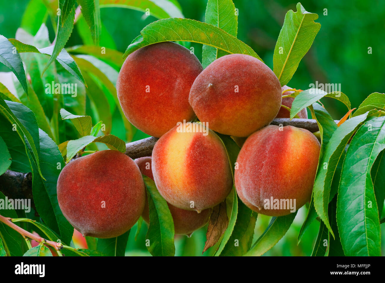 Reifer Pfirsich Zweig im Obstgarten Stockfoto