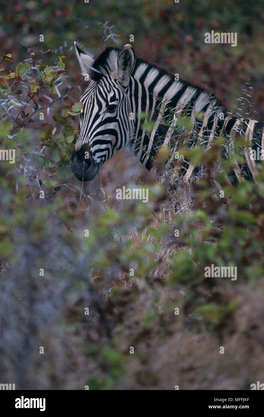 BURCHELL'S ZEBRA Equus burchelli oder Ebenen unter Mopane-Bäumen Winter Krüger National Park, Südafrika Stockfoto