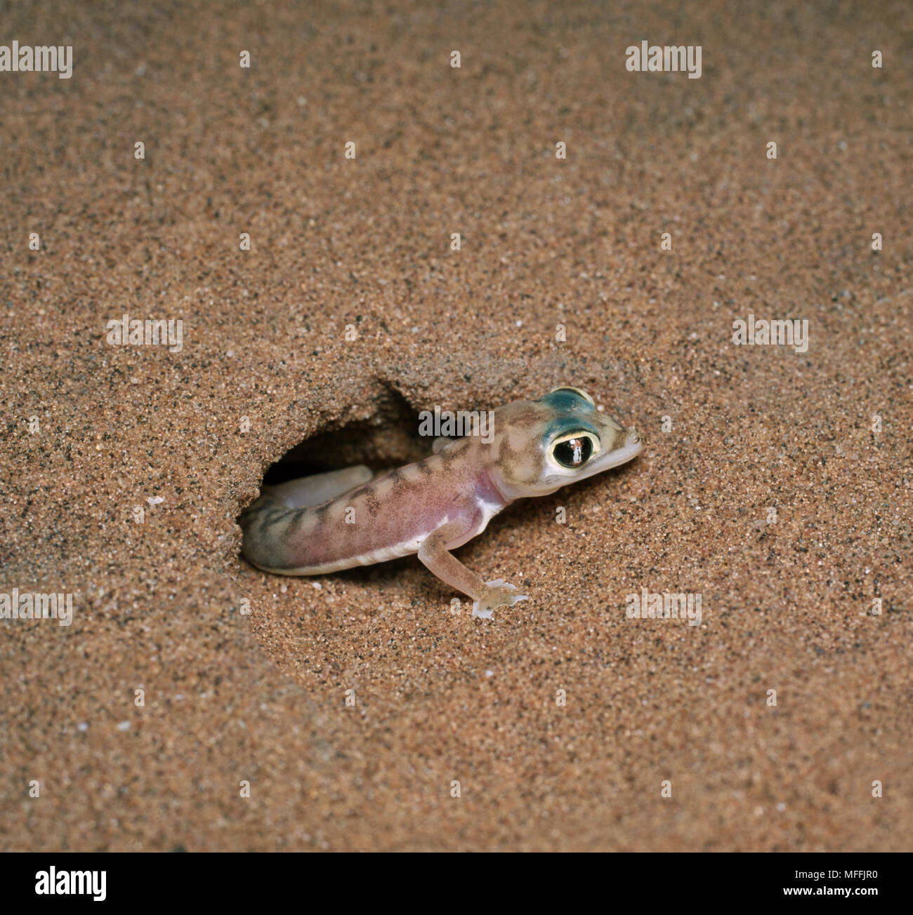 WEB-FOOTED GECKO im Burrow Palmatogecko rangei Wüste Namib, Namibia. Stockfoto