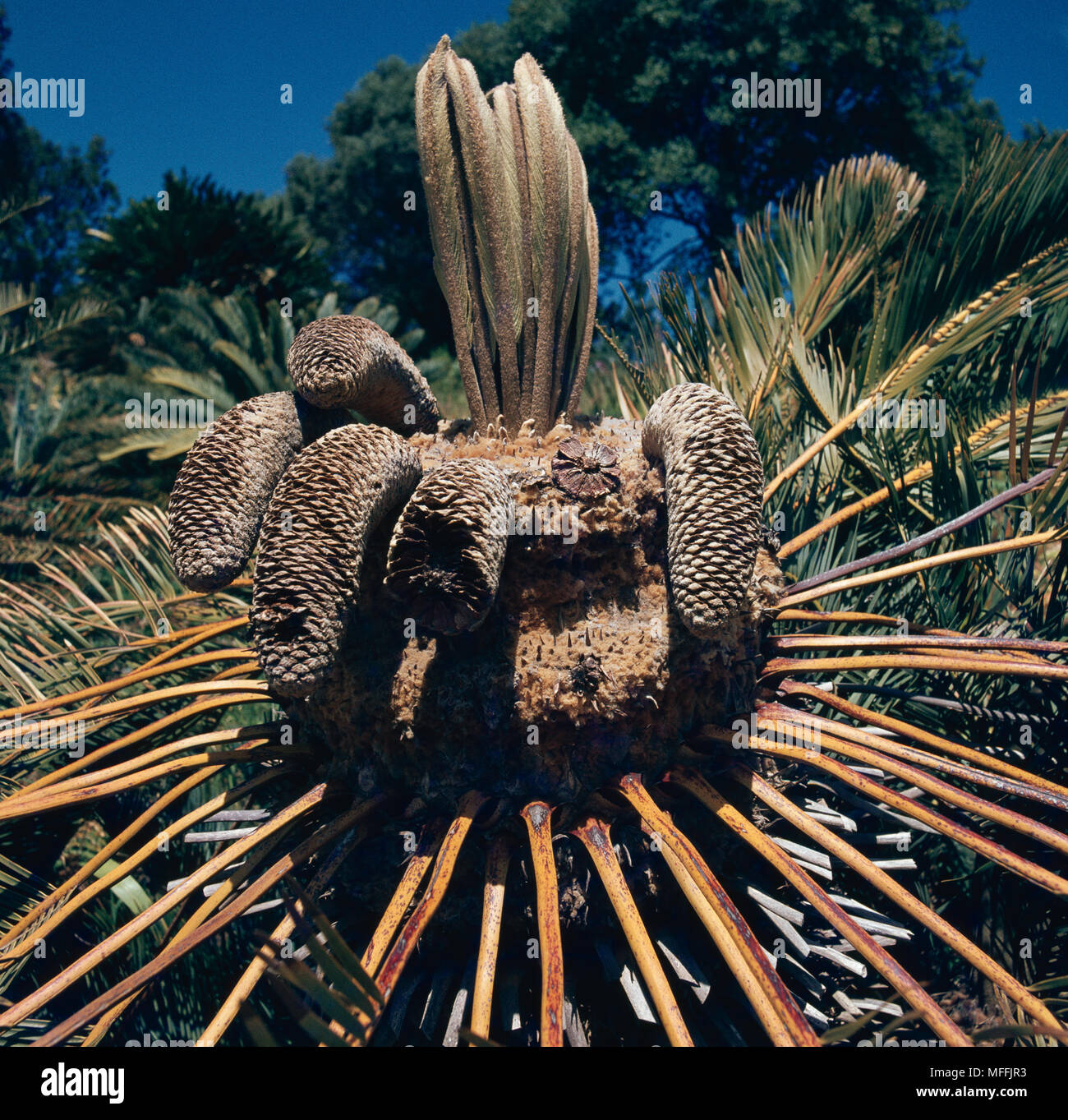 CYCAD - alter Mann Konen & neue Blätter Encephalartos friderici-guilielmi Südafrika (Neue Blätter 300 mm) Stockfoto