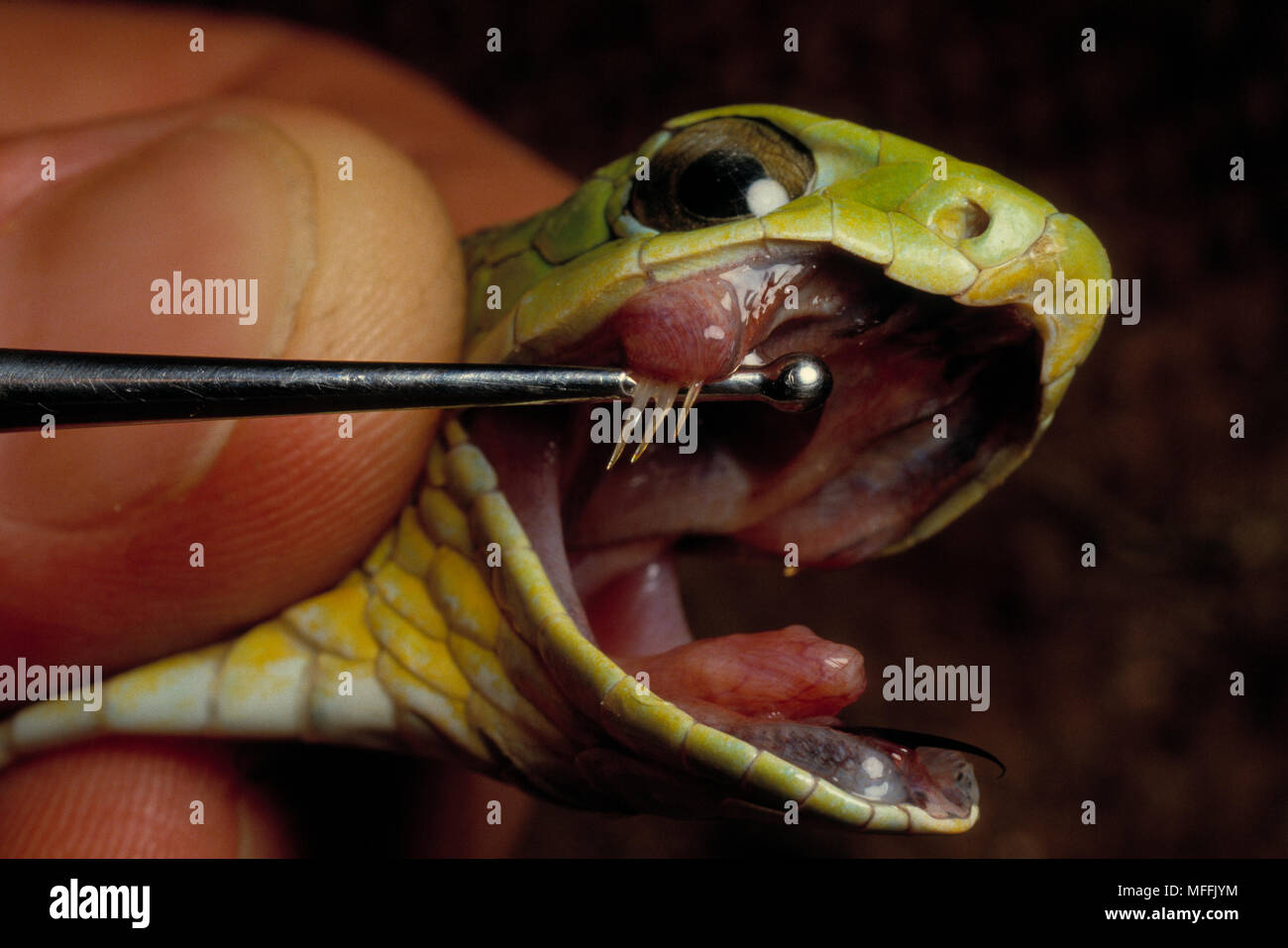 BOOMSLANG Dispholidus Typus, die hinteren Zähne, Südafrika. Stockfoto