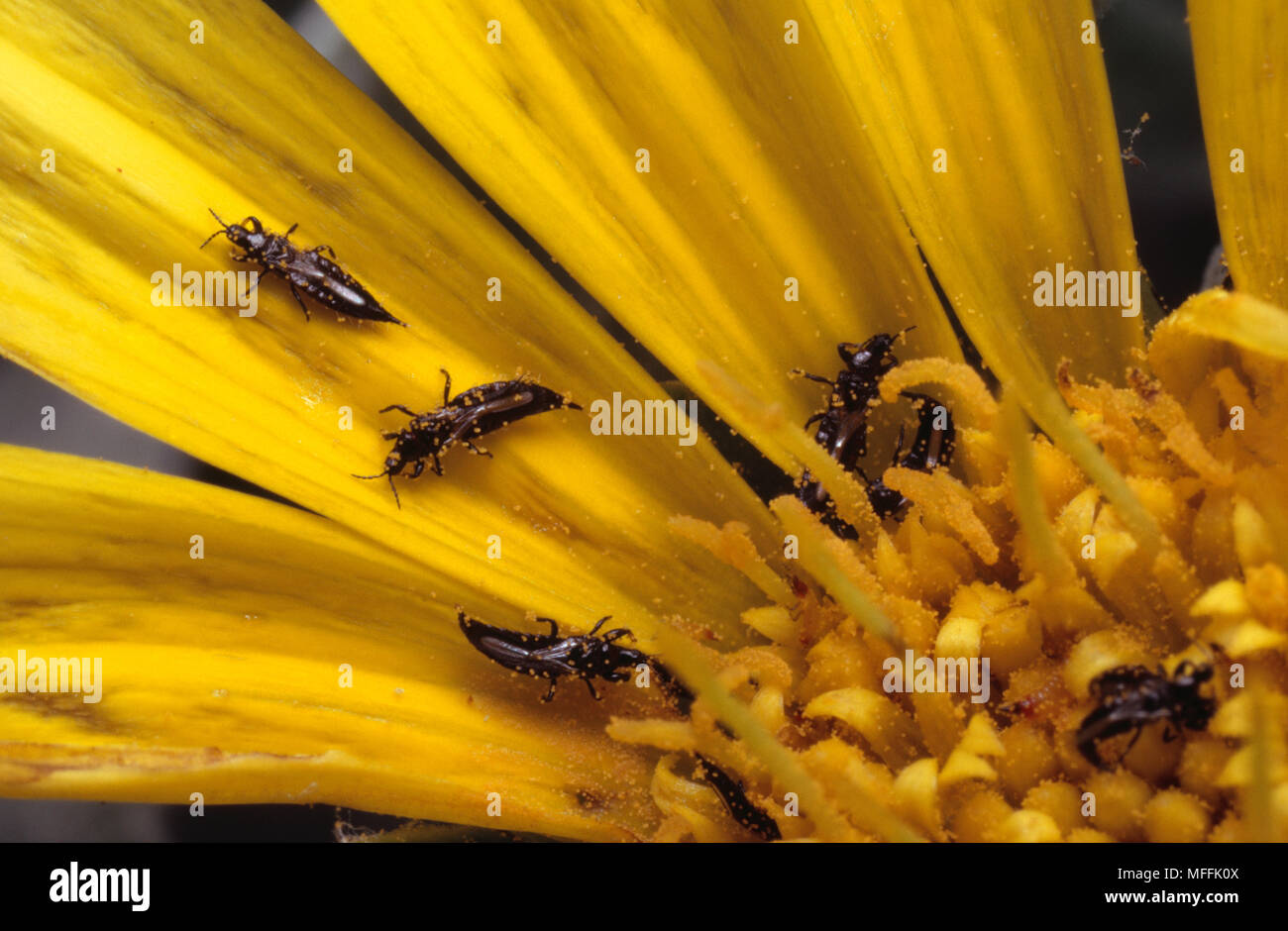 Thripse auf Zusammengesetzten Blume Stockfoto