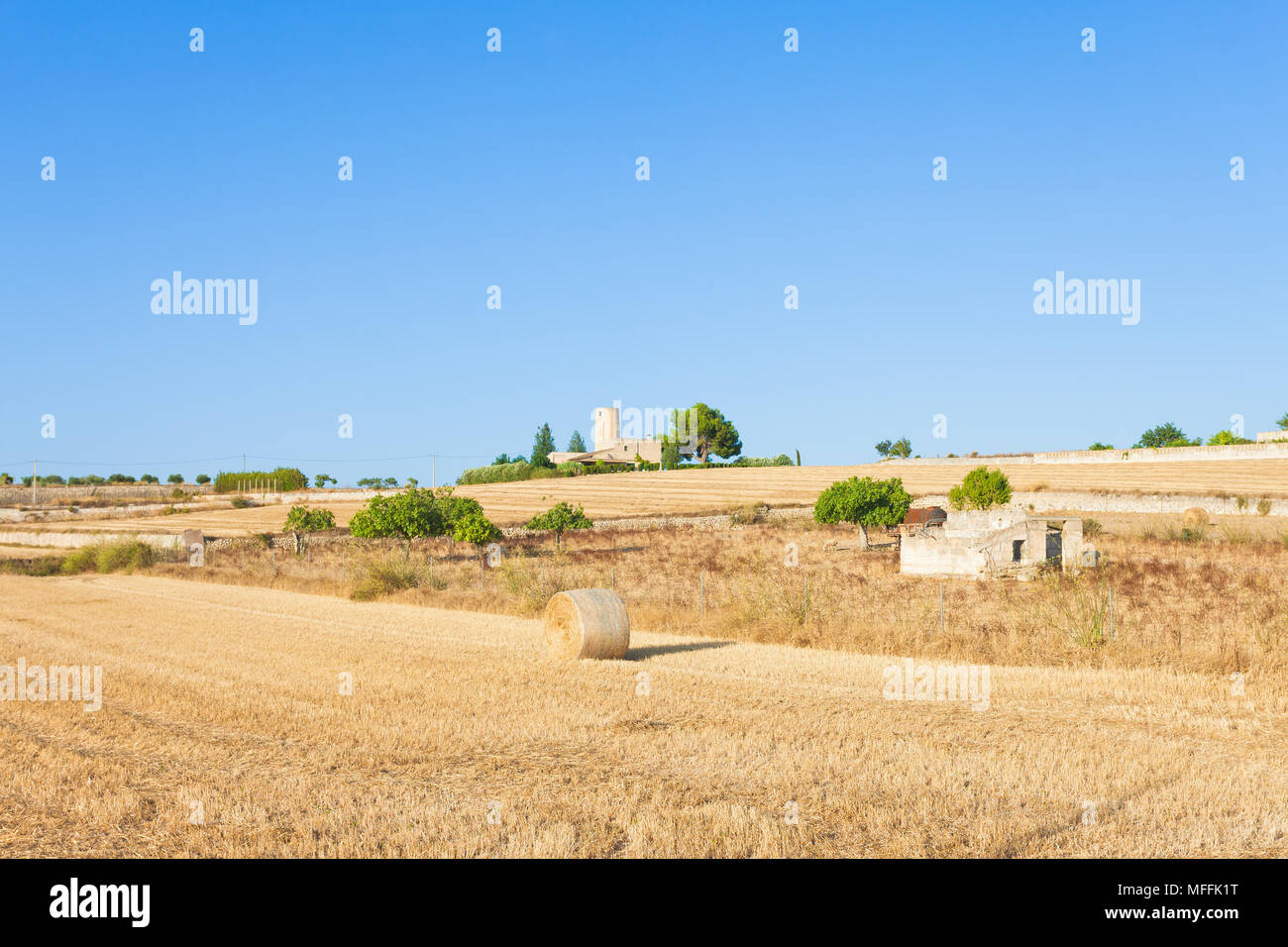 Santa Margalida, Mallorca, Balearen, Spanien - Heu Ertrag auf den Feldern von Mallorca Stockfoto