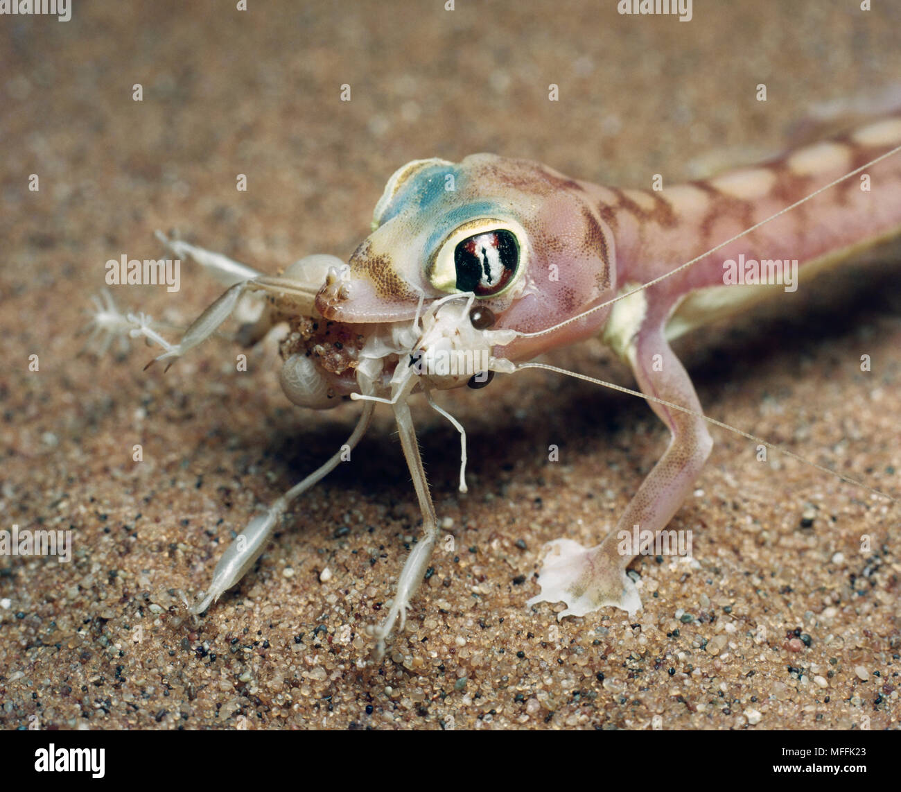 WEB-FOOTED GECKO mit Beute Palmatogecko rangei Wüste Namib, Namibia, SW-Afrika Stockfoto