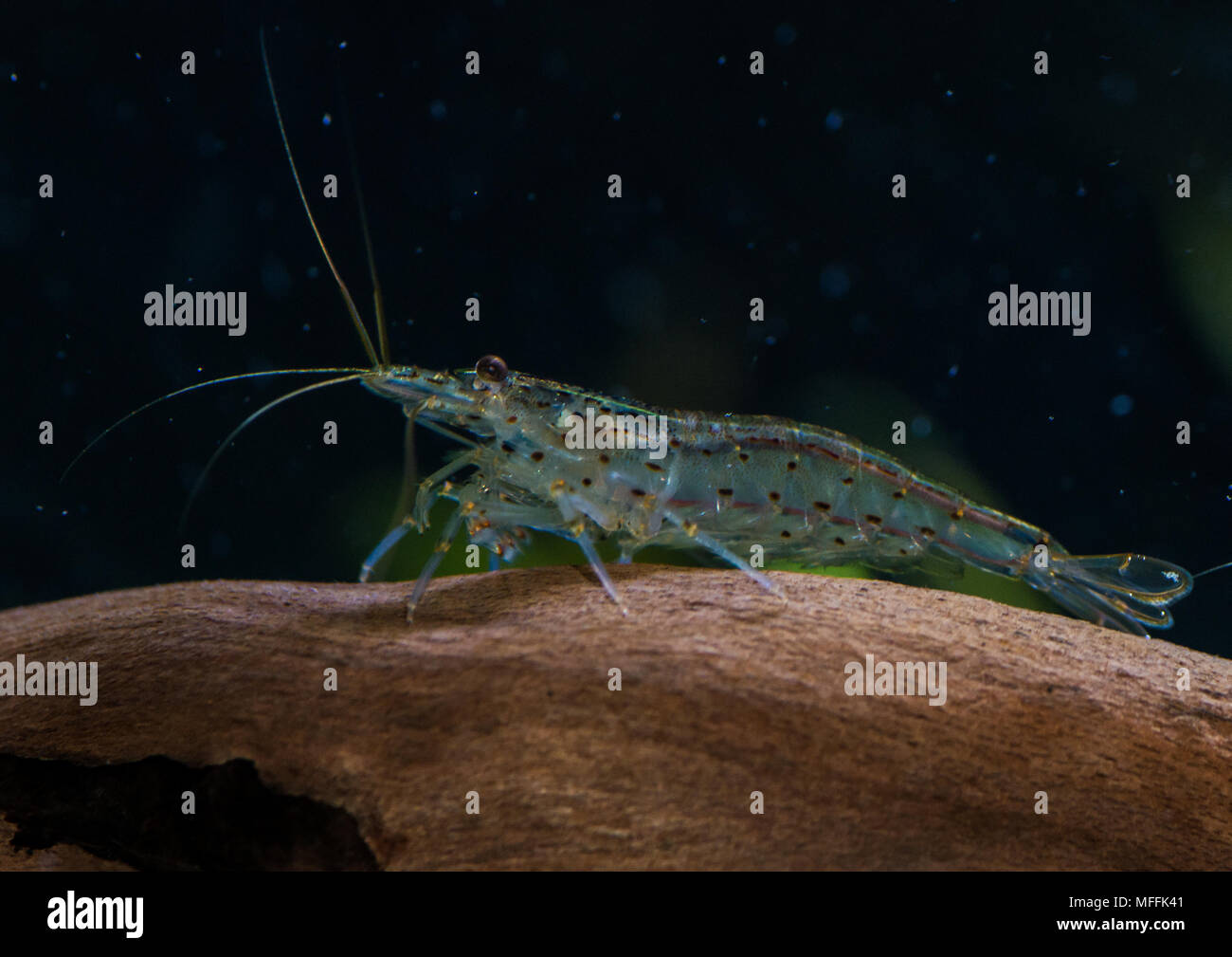 Ein Makro Schoß von amano Garnele auf einige Treibholz. Stockfoto