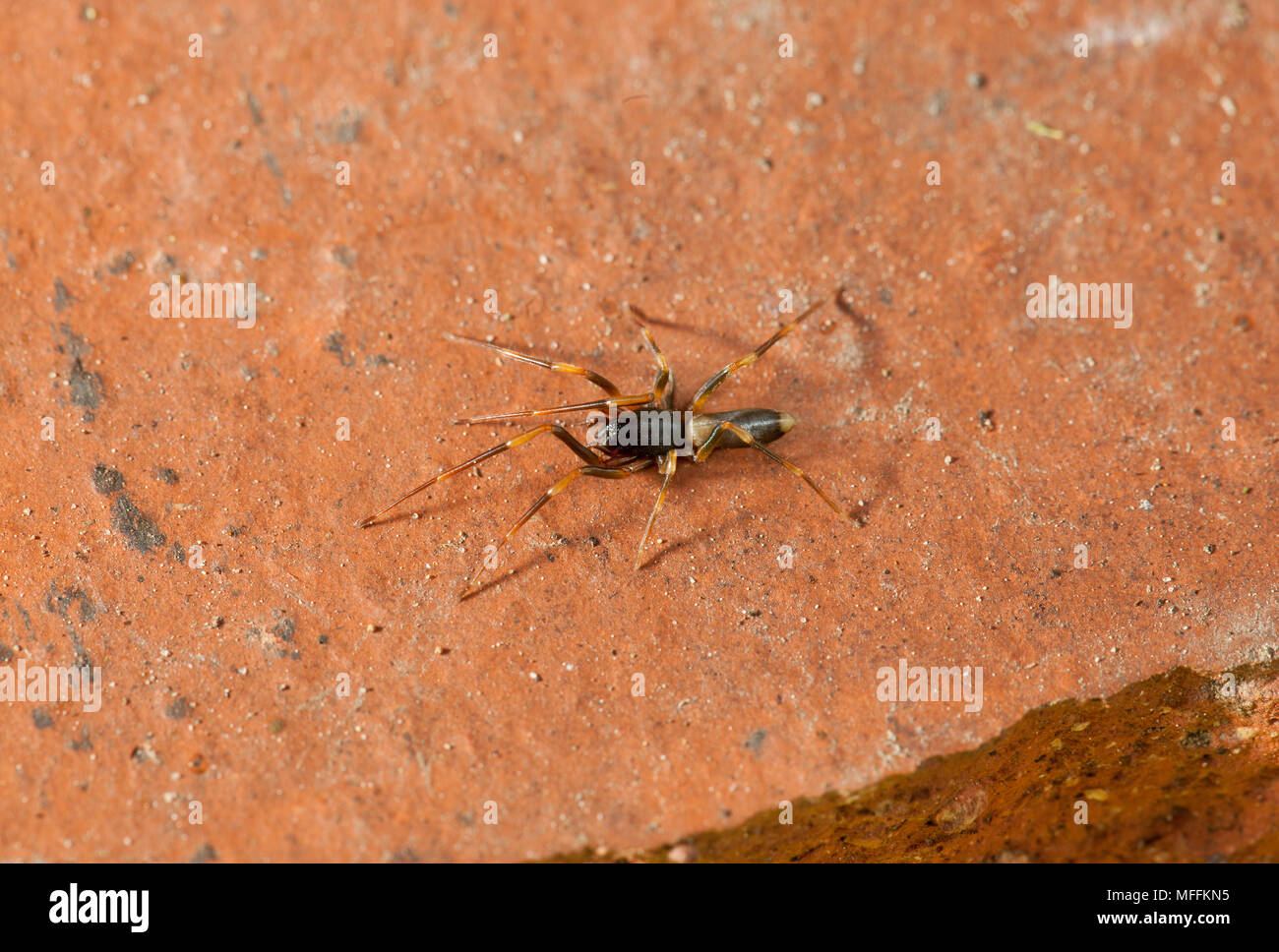 Dysderid Spinne (Harpactea hombergi) Dysderidae (um zur Woodlouse Spider) Stockfoto