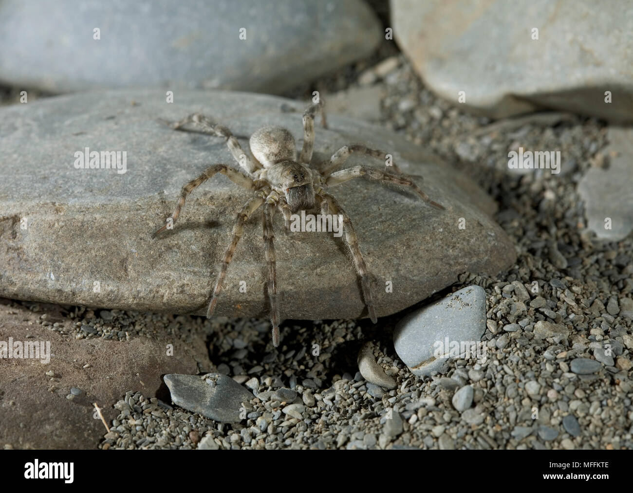 WOLF SPIDER (Arctosa cinerea) die größte britische wolf spider. Sussex, UK Stockfoto