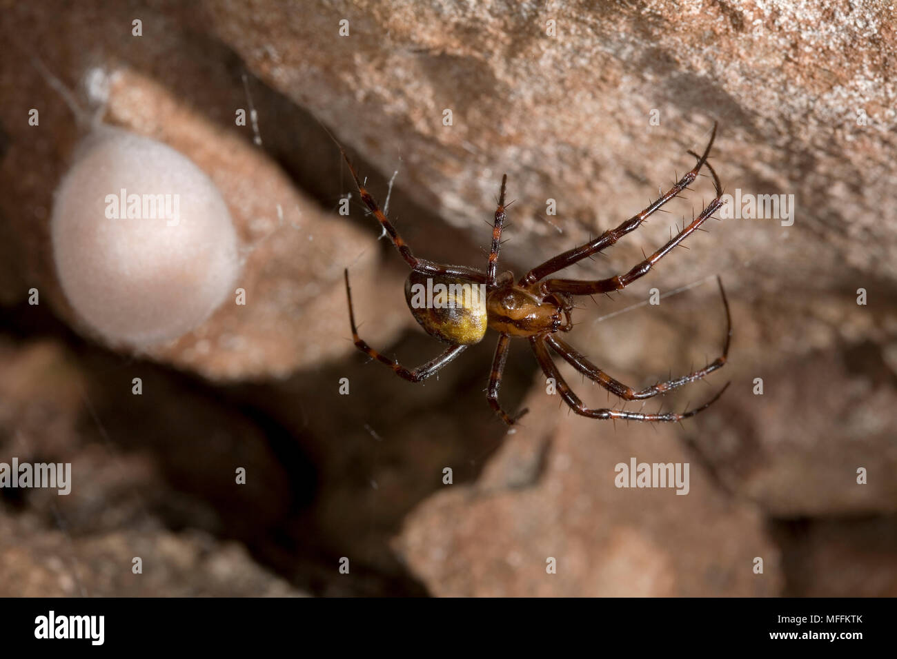 Höhle SPIDER (Meta menardi) Weibchen mit ei-sac, Sussex, UK. TERTRAGNATHIDAE Stockfoto