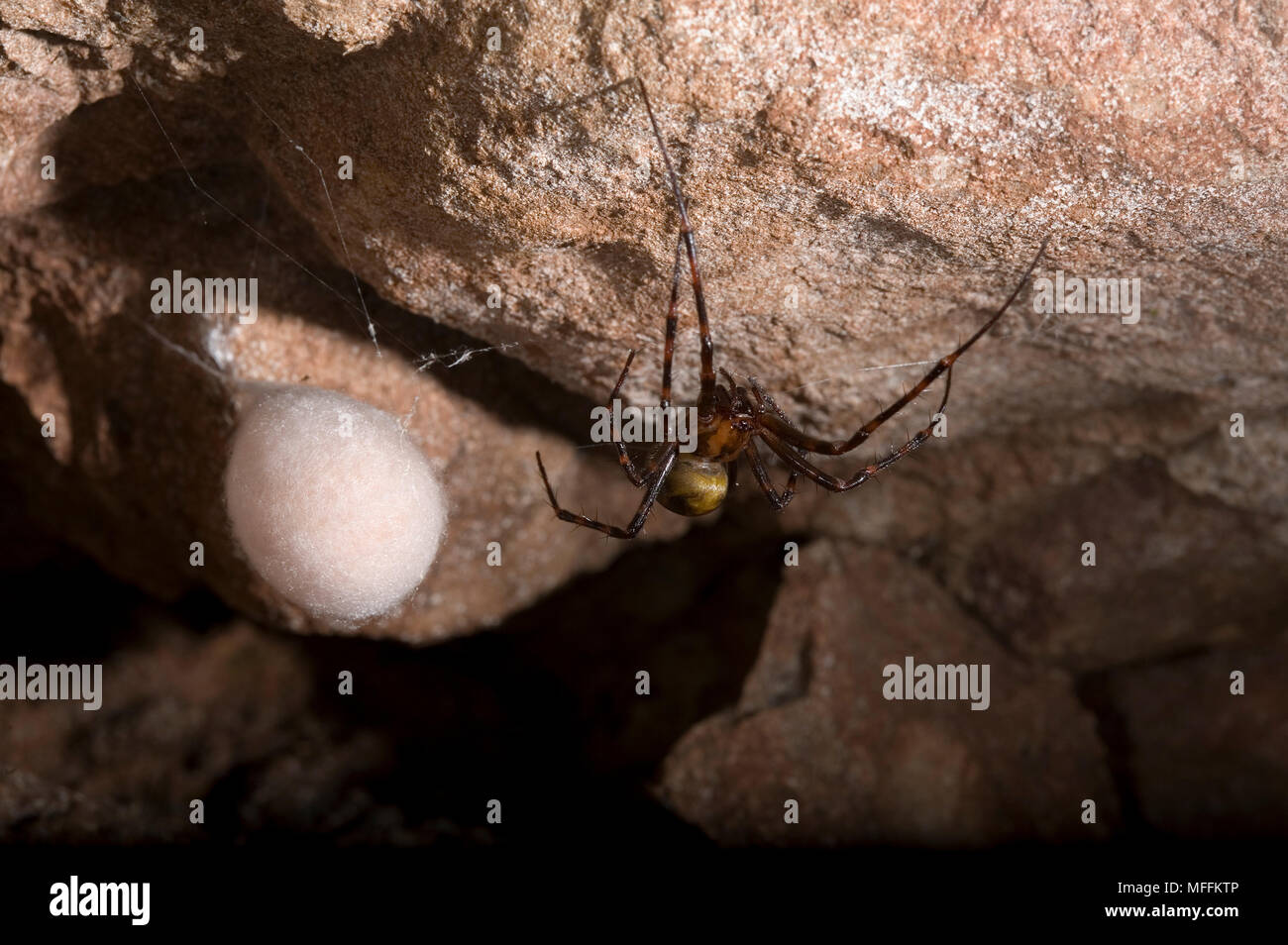 Höhle SPIDER (Meta menardi) Weibchen mit ei-sac, Sussex, UK. TERTRAGNATHIDAE Stockfoto
