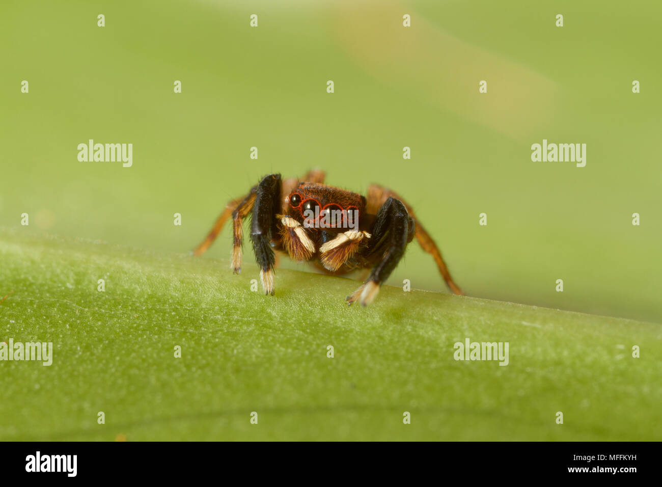 JUMPING SPIDER (Euophrys frontalis) Männlich Stockfoto