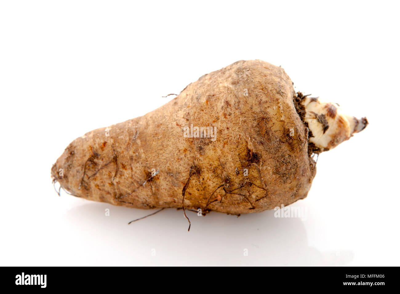 Die topinambur (Helianthus tuberosus), auch genannt die sunroot oder sunchoke oder Erde Apple oder Topinambur ist eine Pflanzenart aus der Gattung der Sonnenblumen native Stockfoto