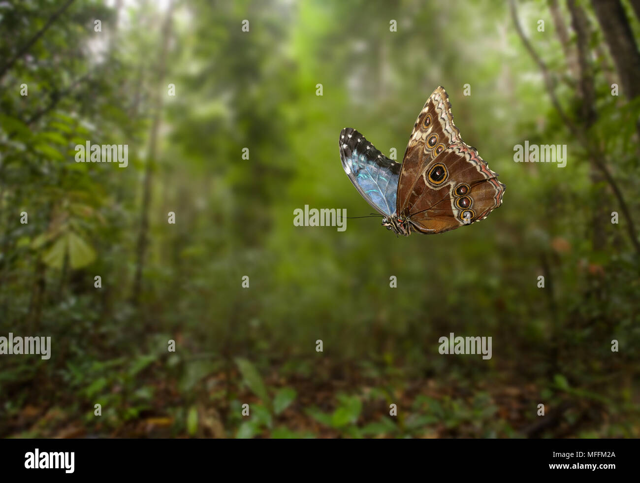 Blaue MORPHO (Morpho peleides) im Flug in einer venezolanischen tropischen Regenwald, Südamerika. * Höhere Sätze gelten * Stockfoto