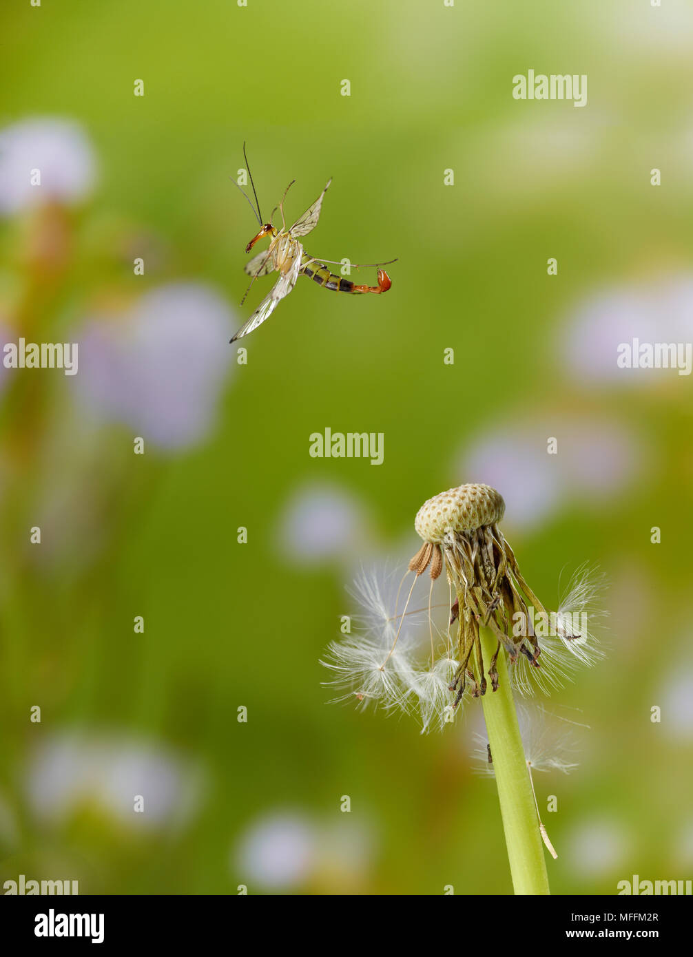 (SCORPIONFLY Panorpa sp) gerade weg genommen (so wegen der männlichen Skorpion - Wie Schwanz) Sussex, England benannt. * Höhere Sätze gelten * Stockfoto