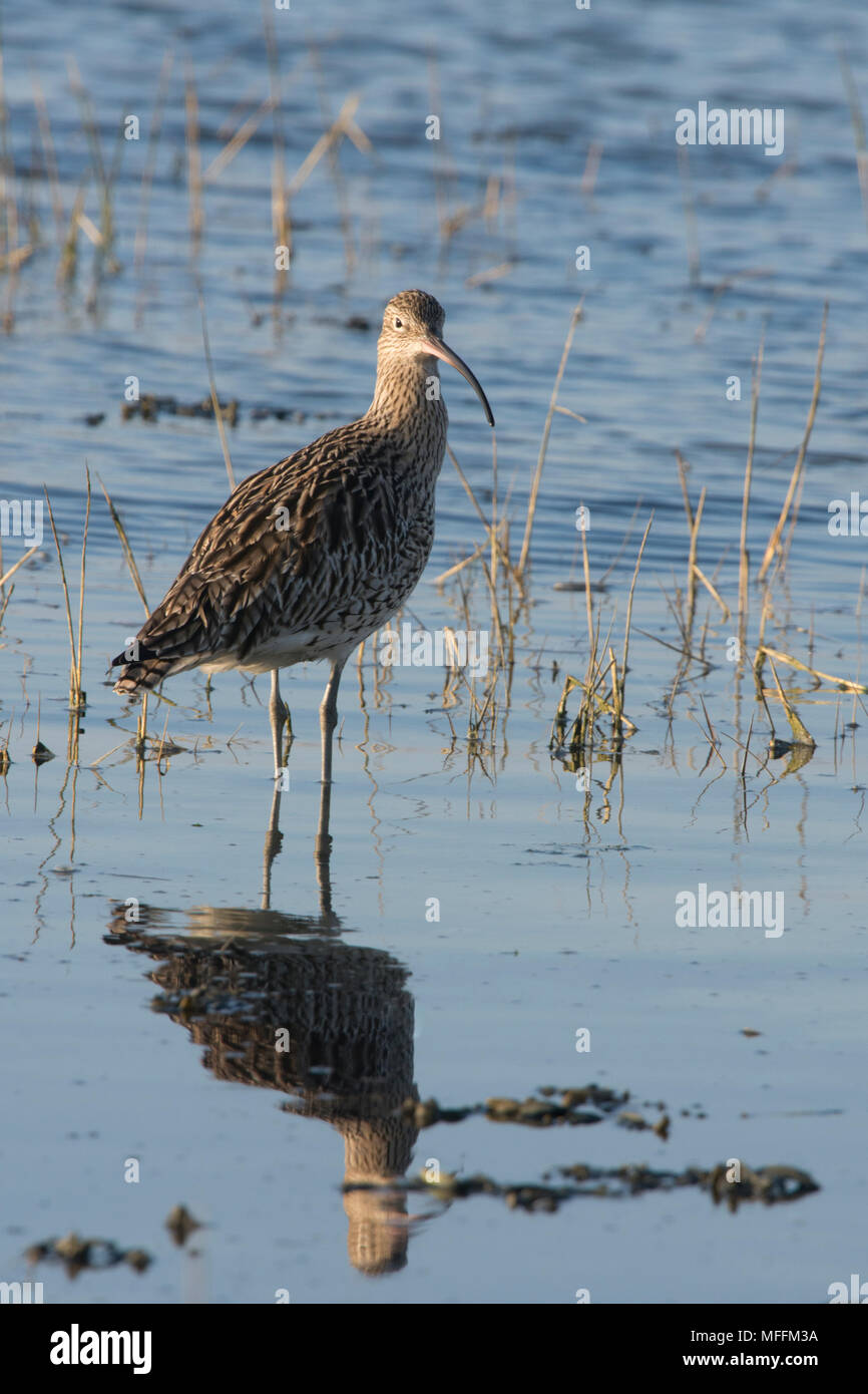 Brachvögel, Numenius arquata, waten in Chichester Harbour, UK, Februar Stockfoto