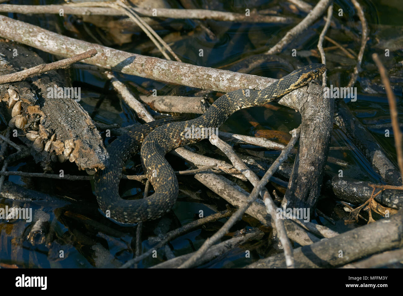 Gebänderten WASSER SCHLANGE (nerodia Fasciata) eine aquatische, colubrid nonvenomous, Schlange, Florida Stockfoto