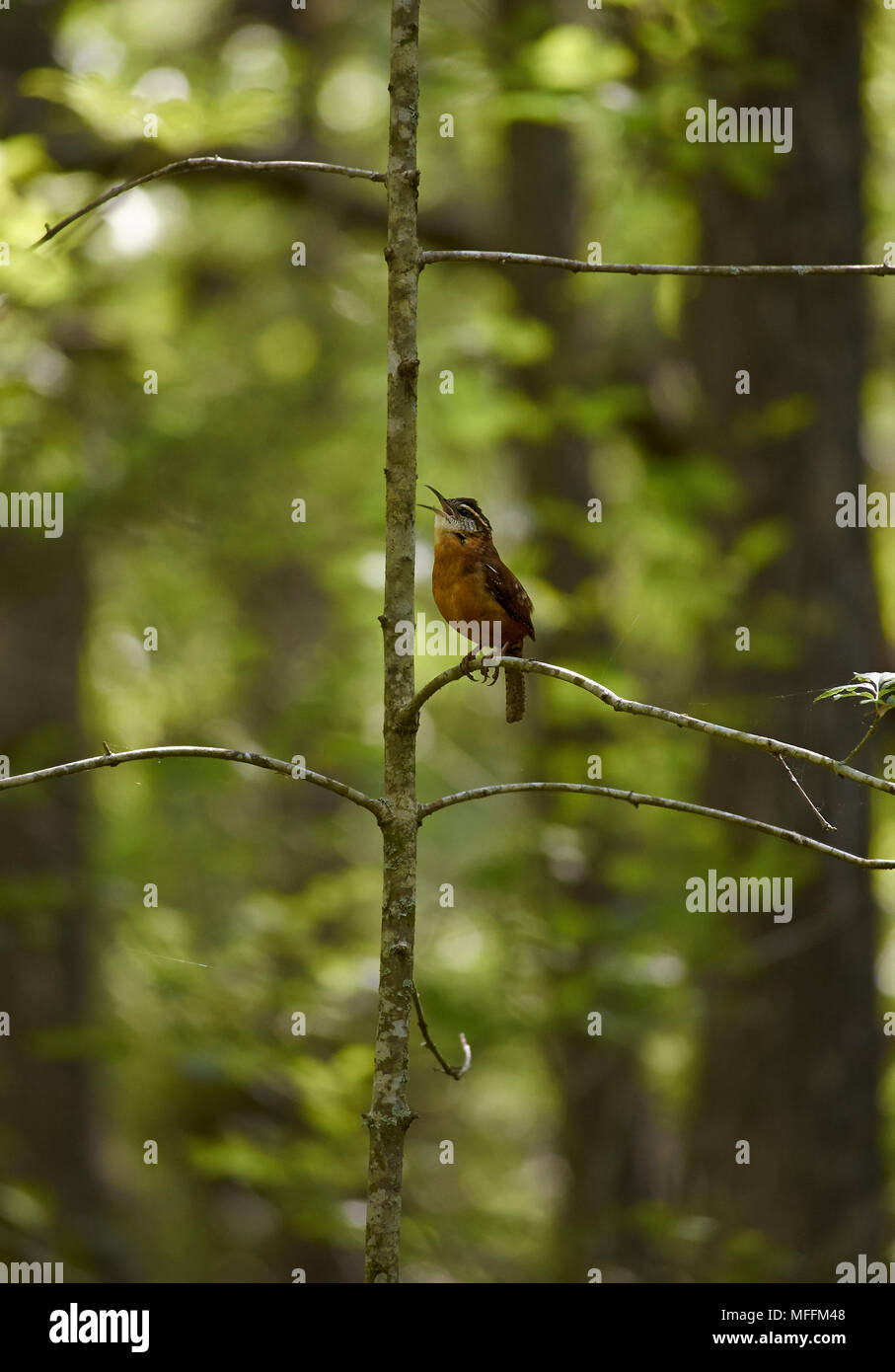 CAROLINA WREN (Thryothorus ludovicianus) in voller Song (der Song am meisten auf Golfplatz der 'Meister' gehört, Augusta)! Florida Stockfoto