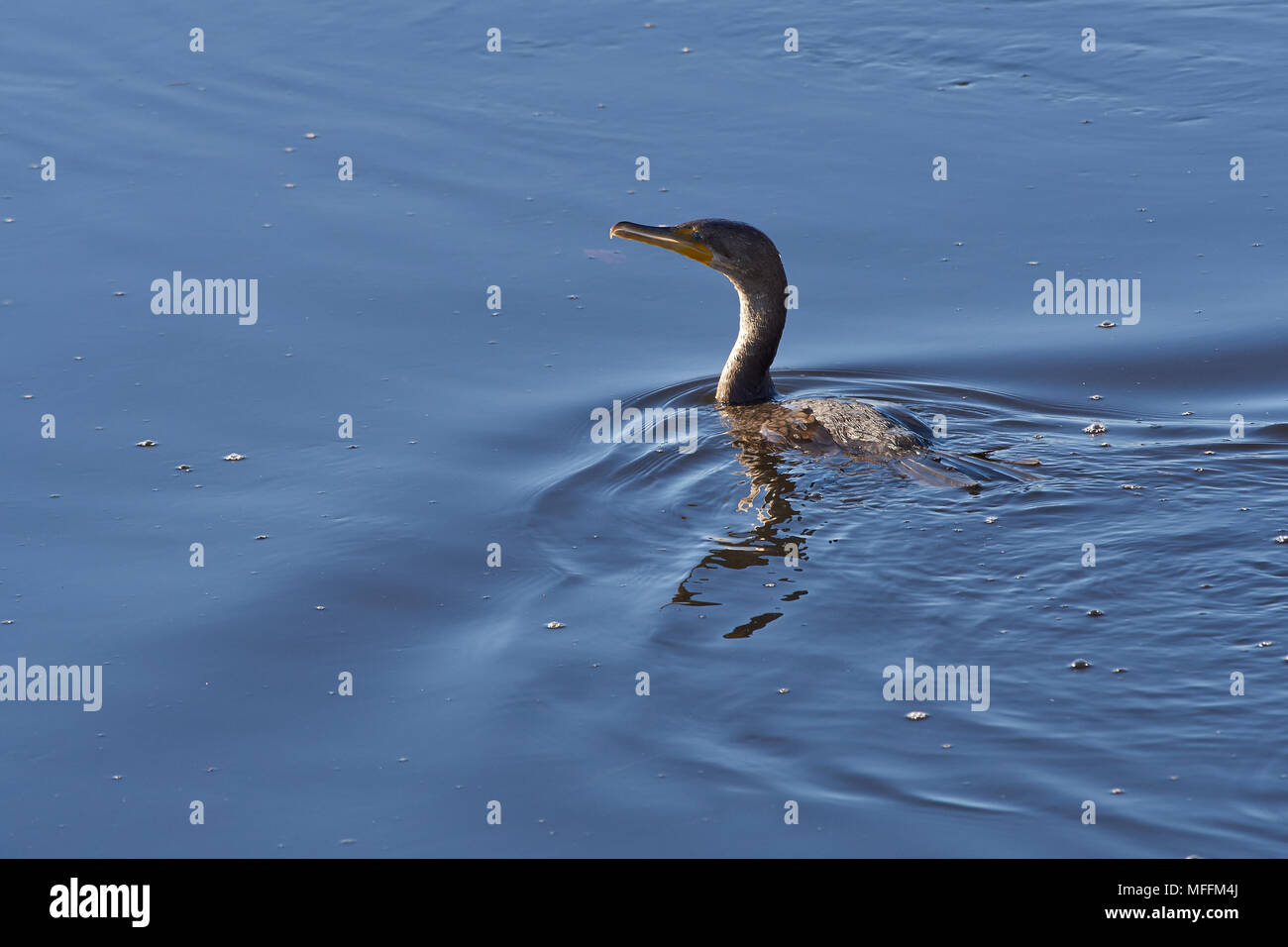 DOUBLE-CRESTED CORMORANT (Phalacrocorax auritus) Florida Stockfoto