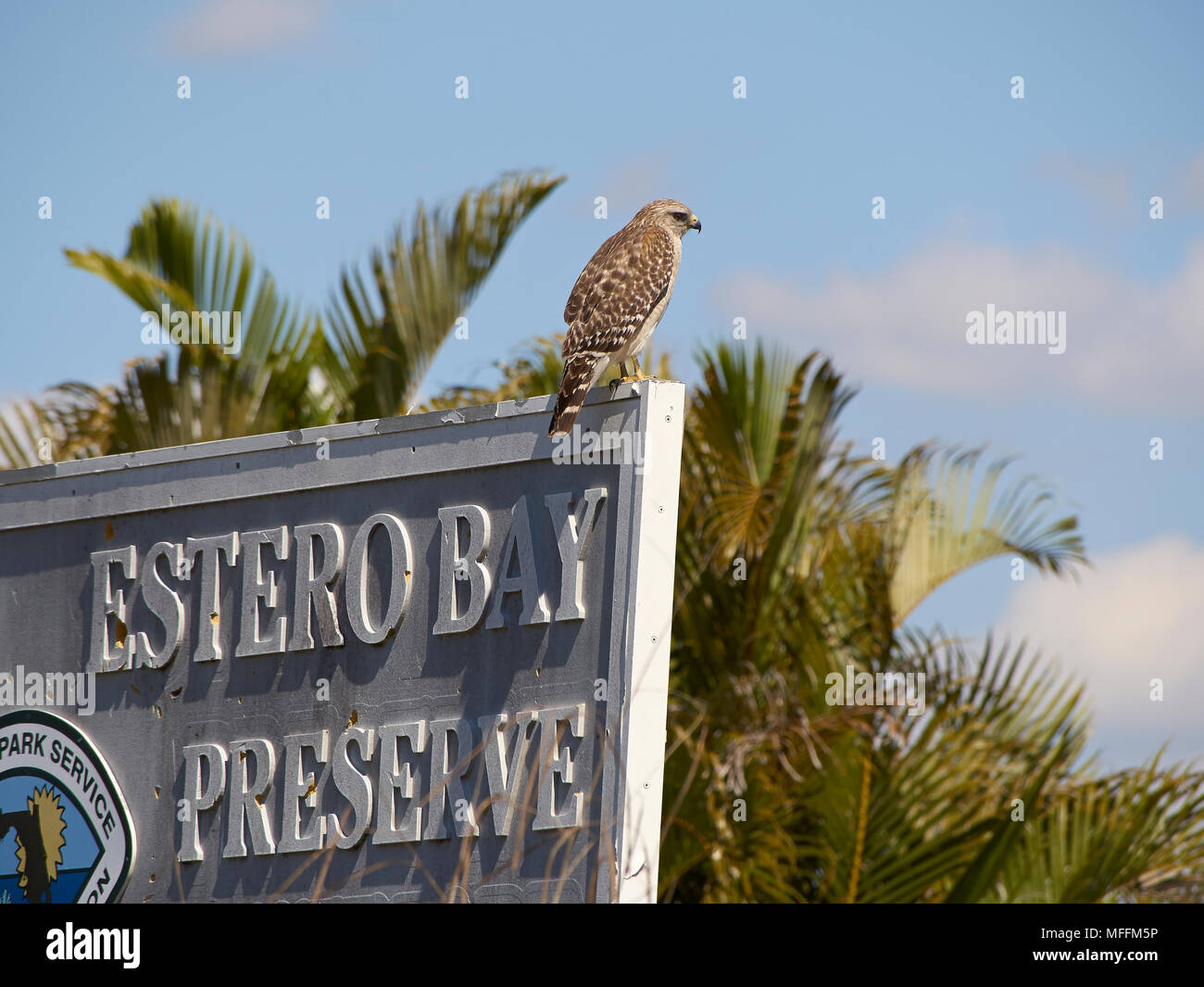 RED-TAILED HAWK (Buteo Jamaicensis) auf Estero Bay erhalten Zeichen, Florida Stockfoto