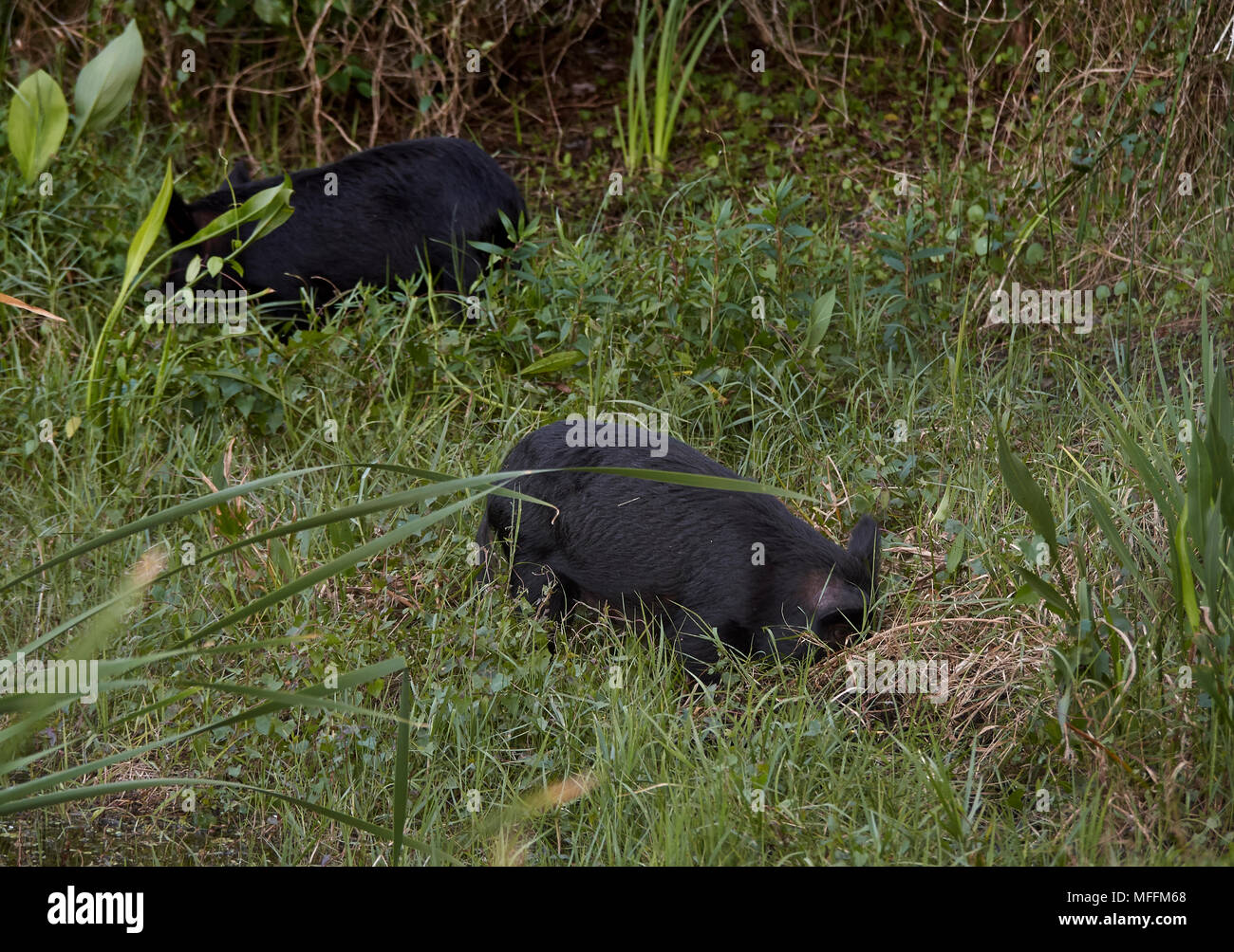 Wildschweinen (Sus scrofa) Six Mile Cypress Slough Preserve, Florida Stockfoto