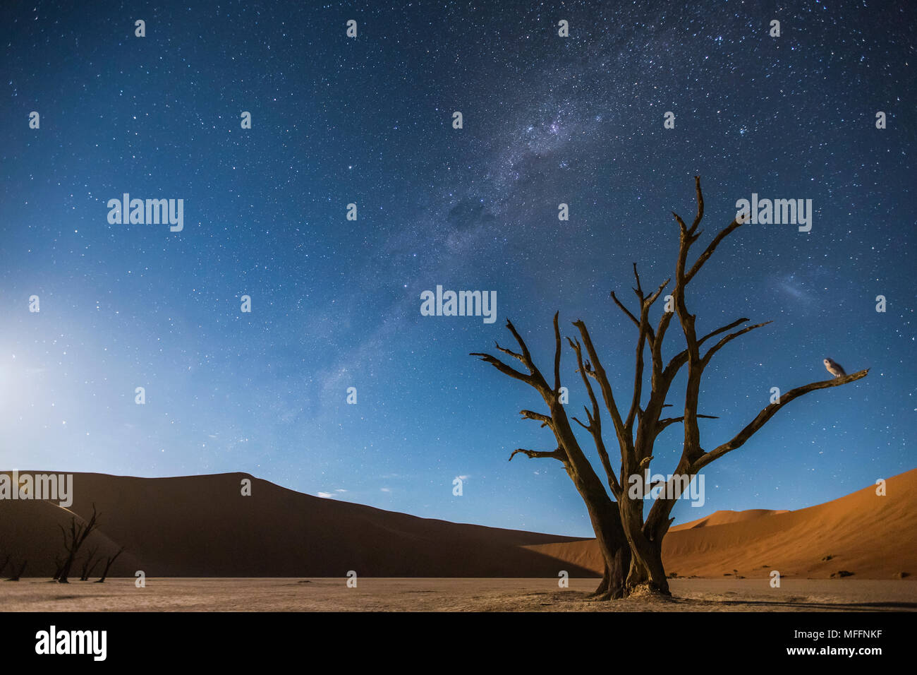 Milchstraße über Dead Vlei und eine Schleiereule (Tyto alba) auf dem Baum gehockt. Soussvlei, Namibia Stockfoto