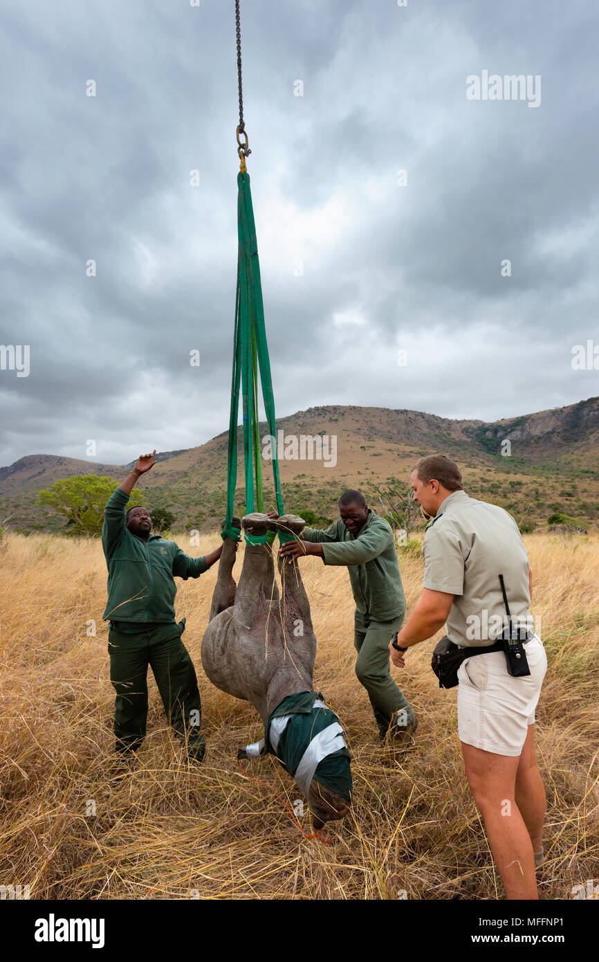 Schwarzes Nashorn (Diceros bicornis) für die Luftbrücke per Hubschrauber vorbereitet. Ithala Game Reserve. Capture officer Jed Vogel die Aufsicht über die Luftbrücke. Sou Stockfoto