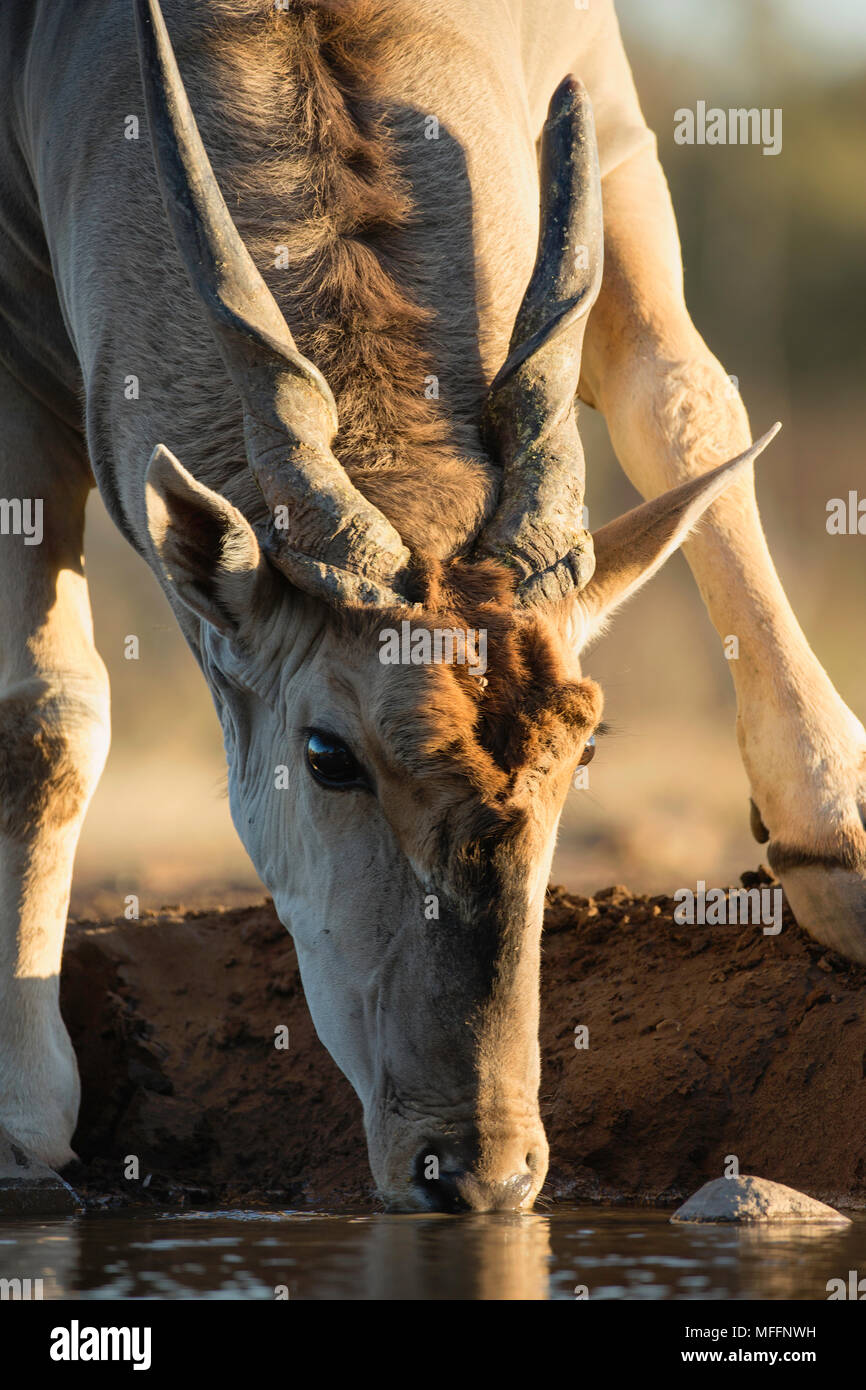 Elenantilope (taurotragus Oryx) Alkoholkonsum am Wasserloch in Mashatu Game Reserve. Botswana Stockfoto