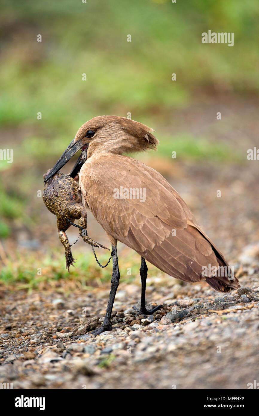 Hamerkop (Scopus umbretta) Essen ein Frosch, Lake Nakuru, Kenia Stockfoto