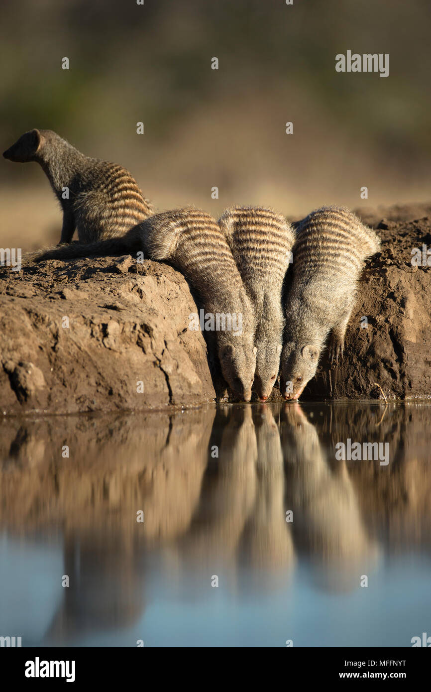 Banded mongoose (Mungos mungo) Trinken an einem Wasserloch in Mashatu Game Reserve. Botswana Stockfoto
