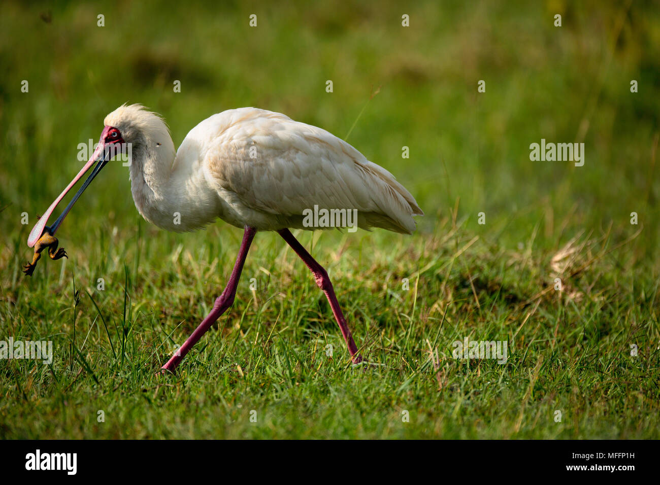 Afrikanische Löffler (Platalea alba) mit einem Frosch im Schnabel, Lake Nakuru, Kenia Stockfoto