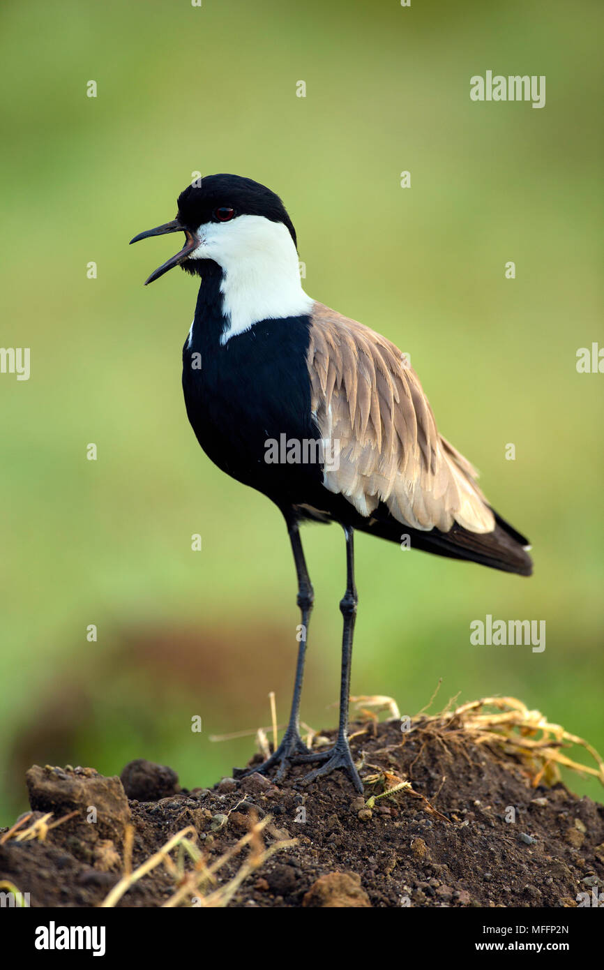 Sporn - winged Kiebitz (Vanellus Spinosus) Lake Nakuru National Park. Kenia Stockfoto