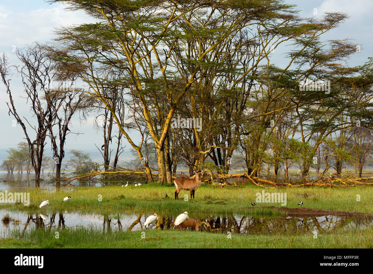 Wasserbock weiblich (Kobus ellipsiprymnus) Lake Nakuru, Kenia Stockfoto